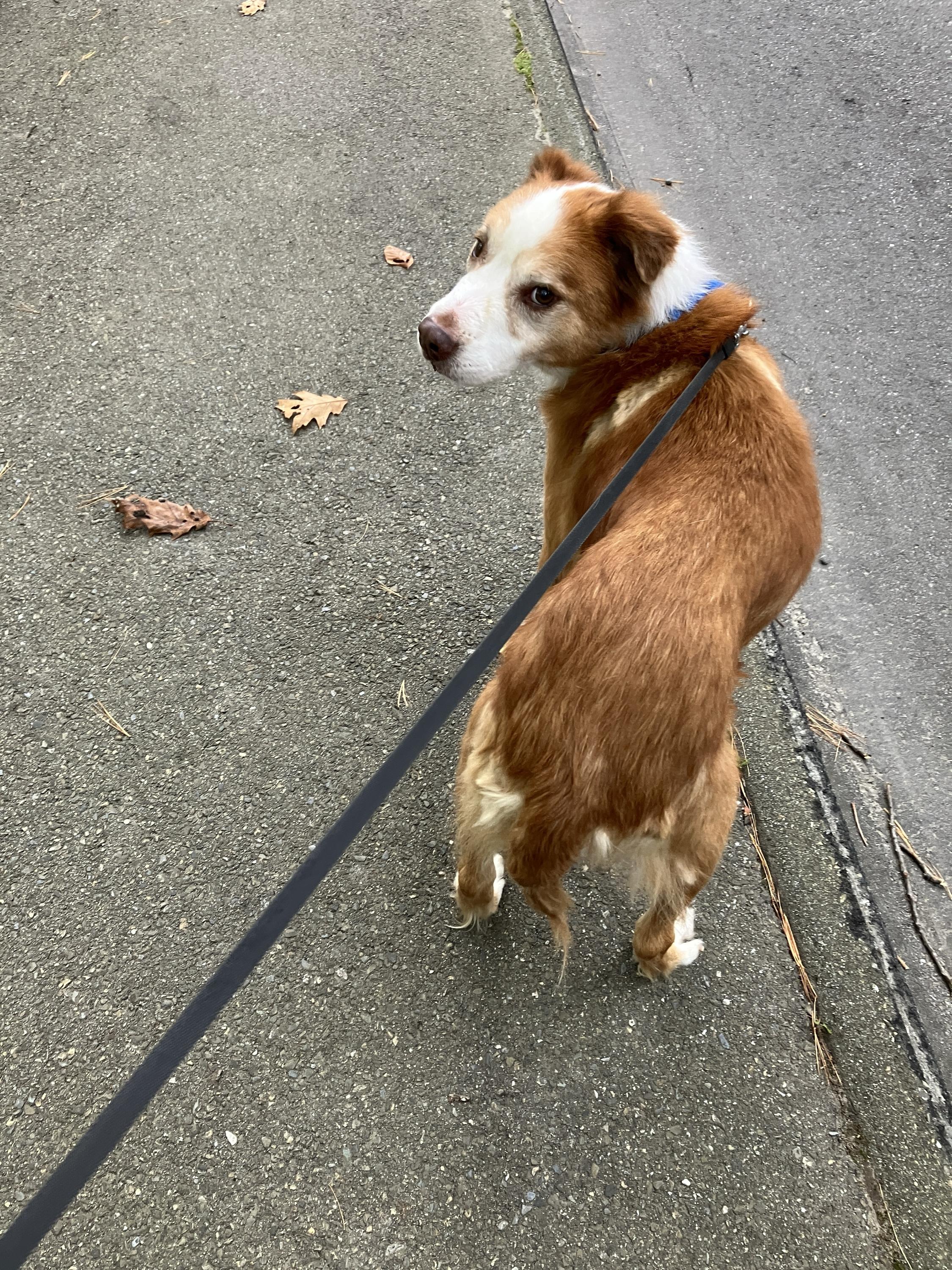 Enlarge Woody, a Adoptable mixed breed in Bowdoin, ME image 3/6