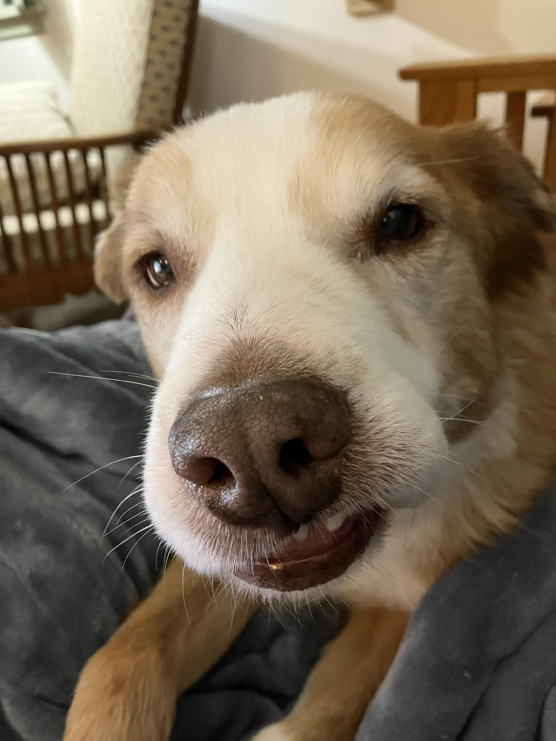 Enlarge Woody, a Adoptable mixed breed in Bowdoin, ME image 6/6