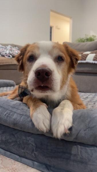 Enlarge Woody, a Adoptable mixed breed in Bowdoin, ME image 2/6