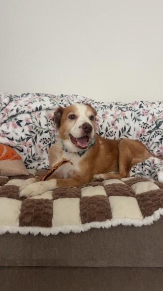 Woody, Adoptable, Senior Male Mixed Breed.