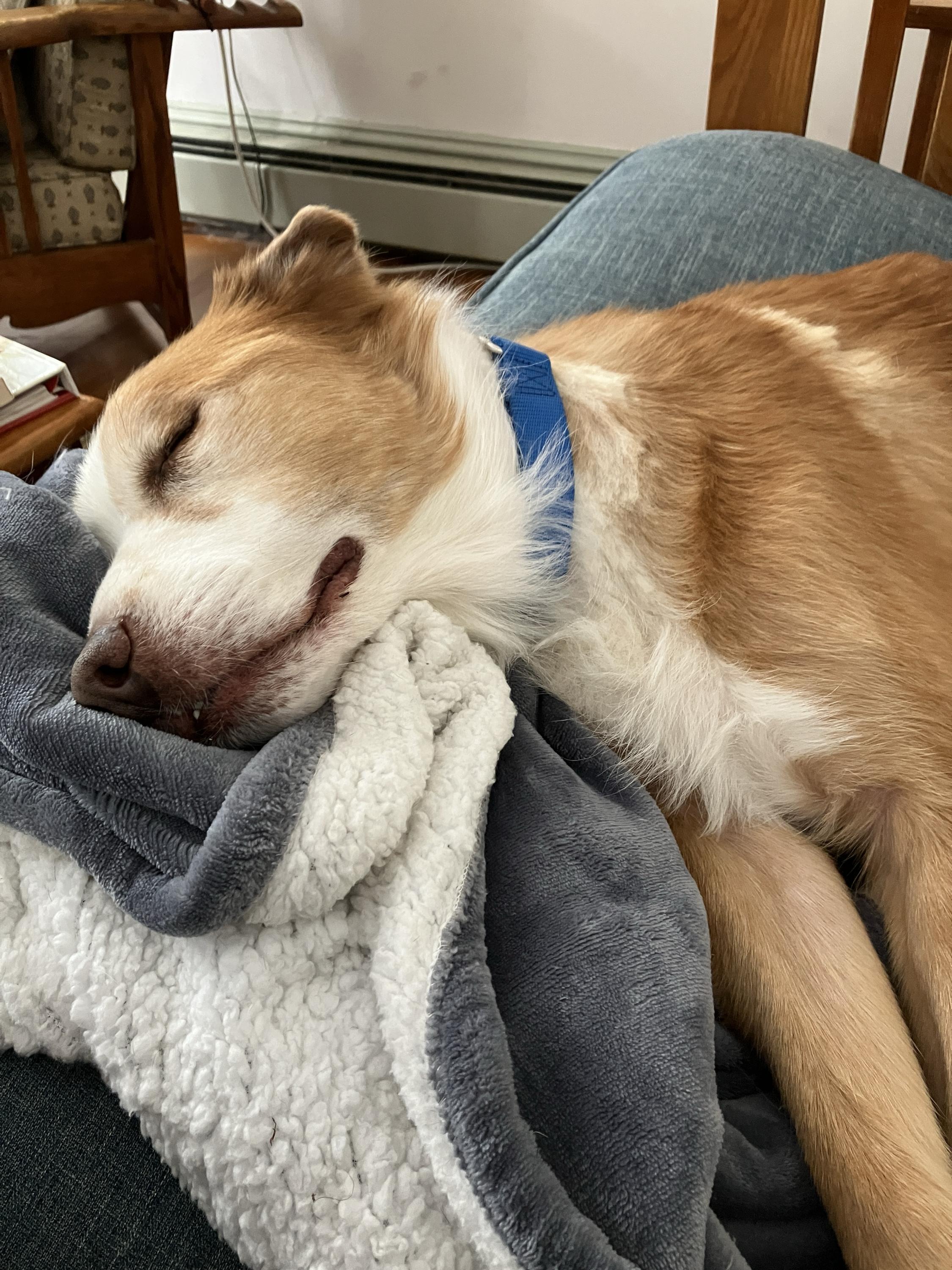 Enlarge Woody, a Adoptable mixed breed in Bowdoin, ME image 4/6