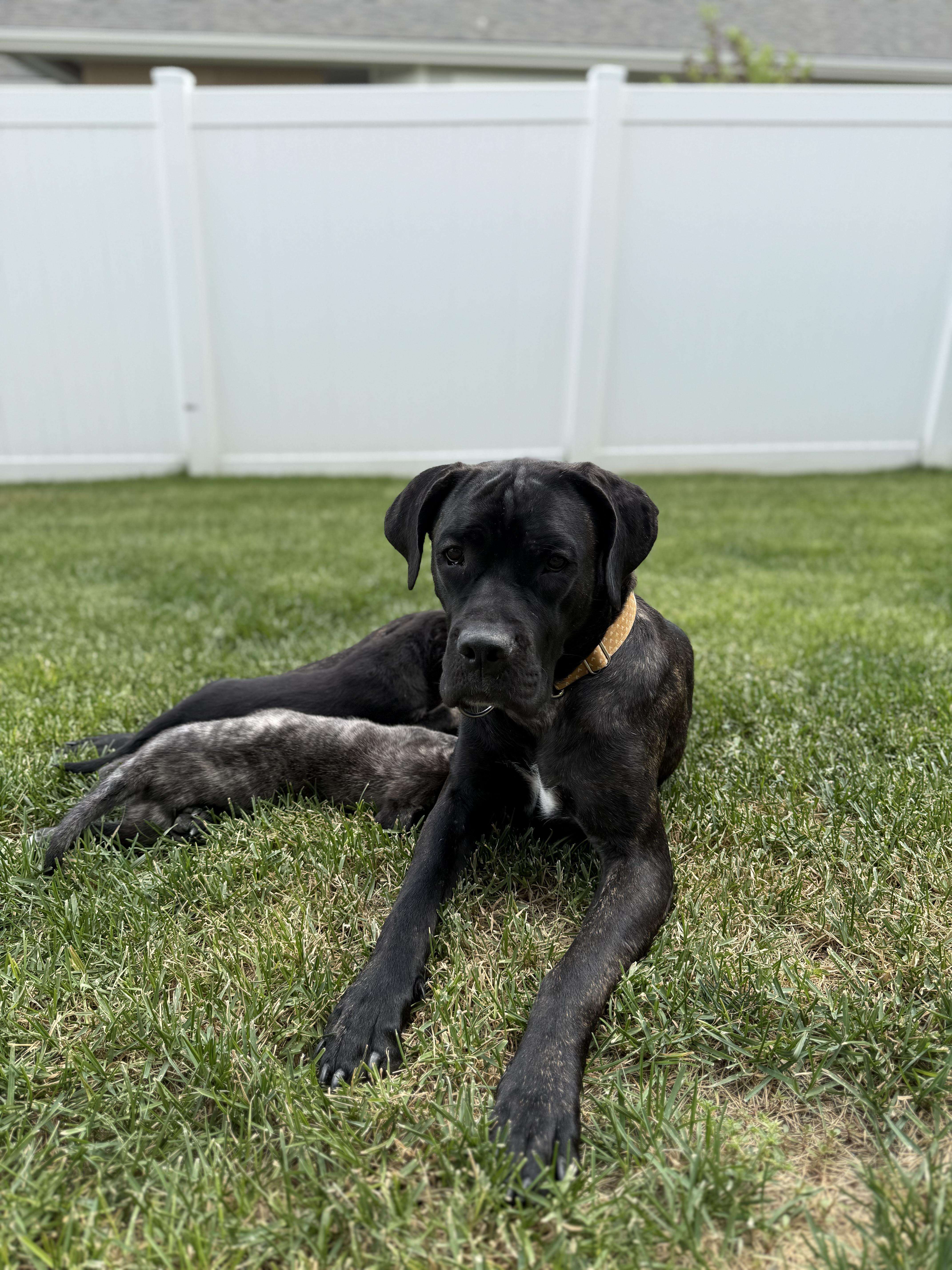 Clementine, an adoptable Mastiff in Carr, CO, 80612 | Photo Image 2