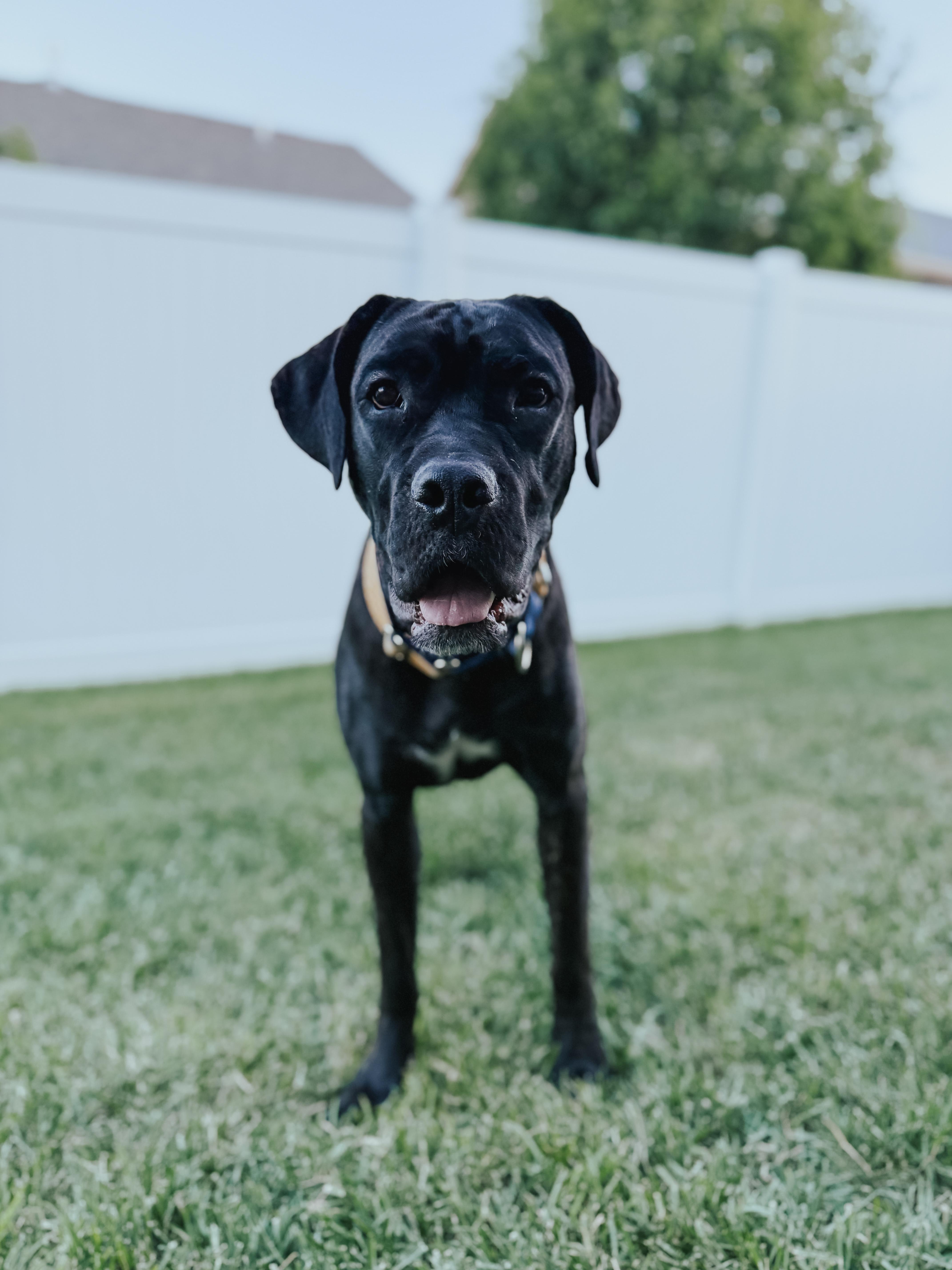 Clementine, an adoptable Mastiff in Carr, CO, 80612 | Photo Image 3