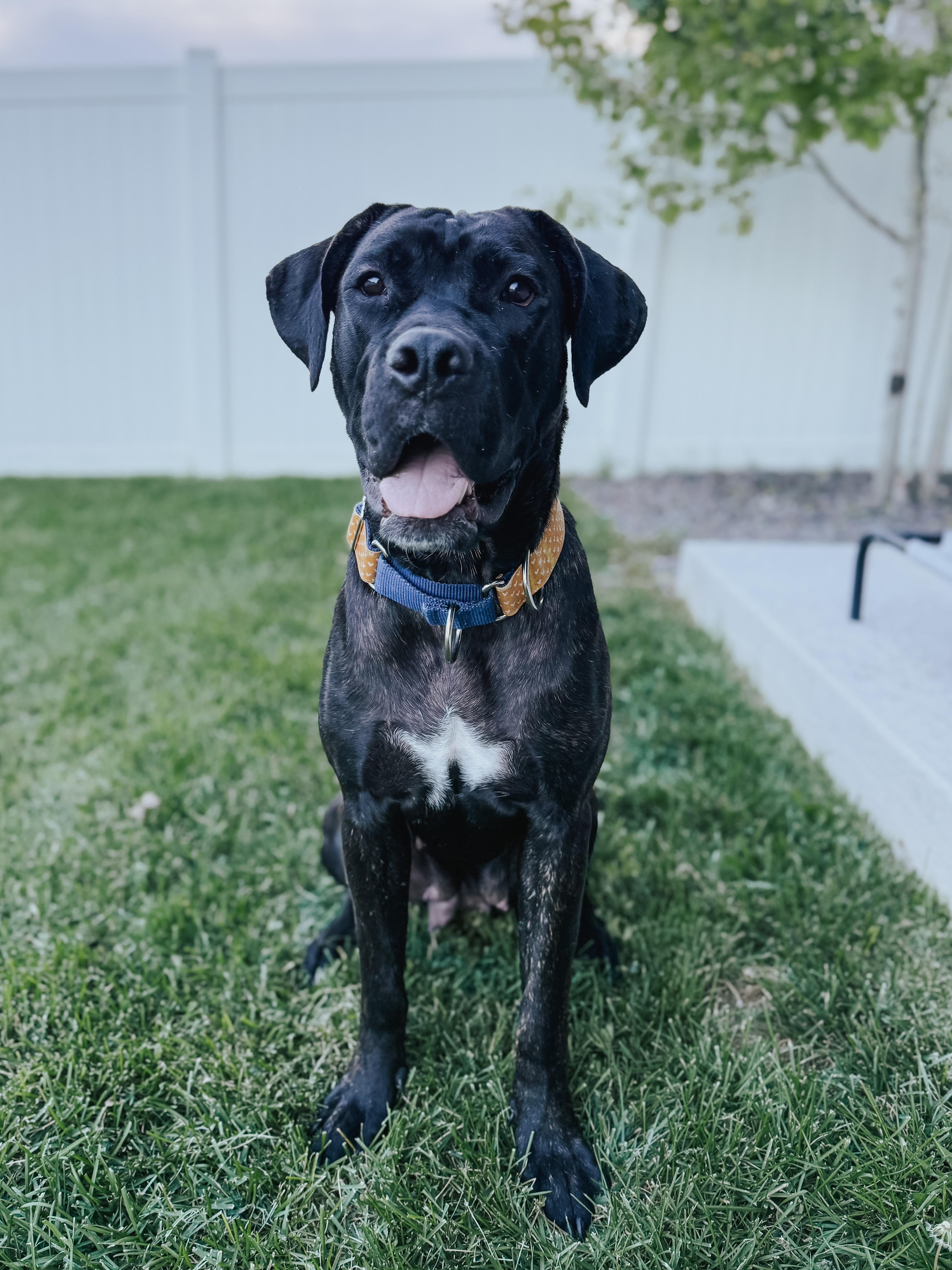 Clementine, an adoptable Mastiff in Carr, CO, 80612 | Photo Image 4