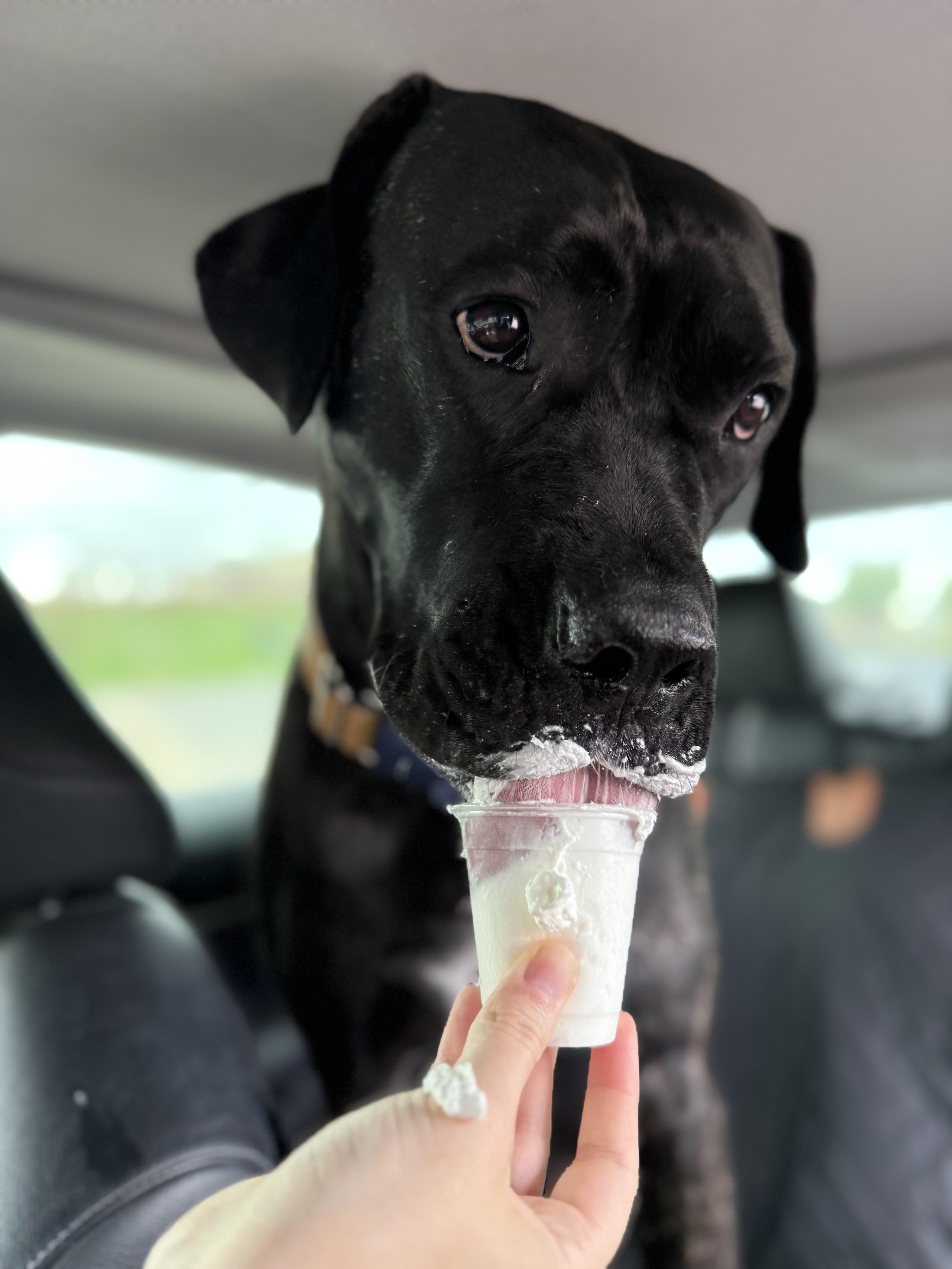 Clementine, an adoptable Mastiff in Carr, CO, 80612 | Photo Image 1