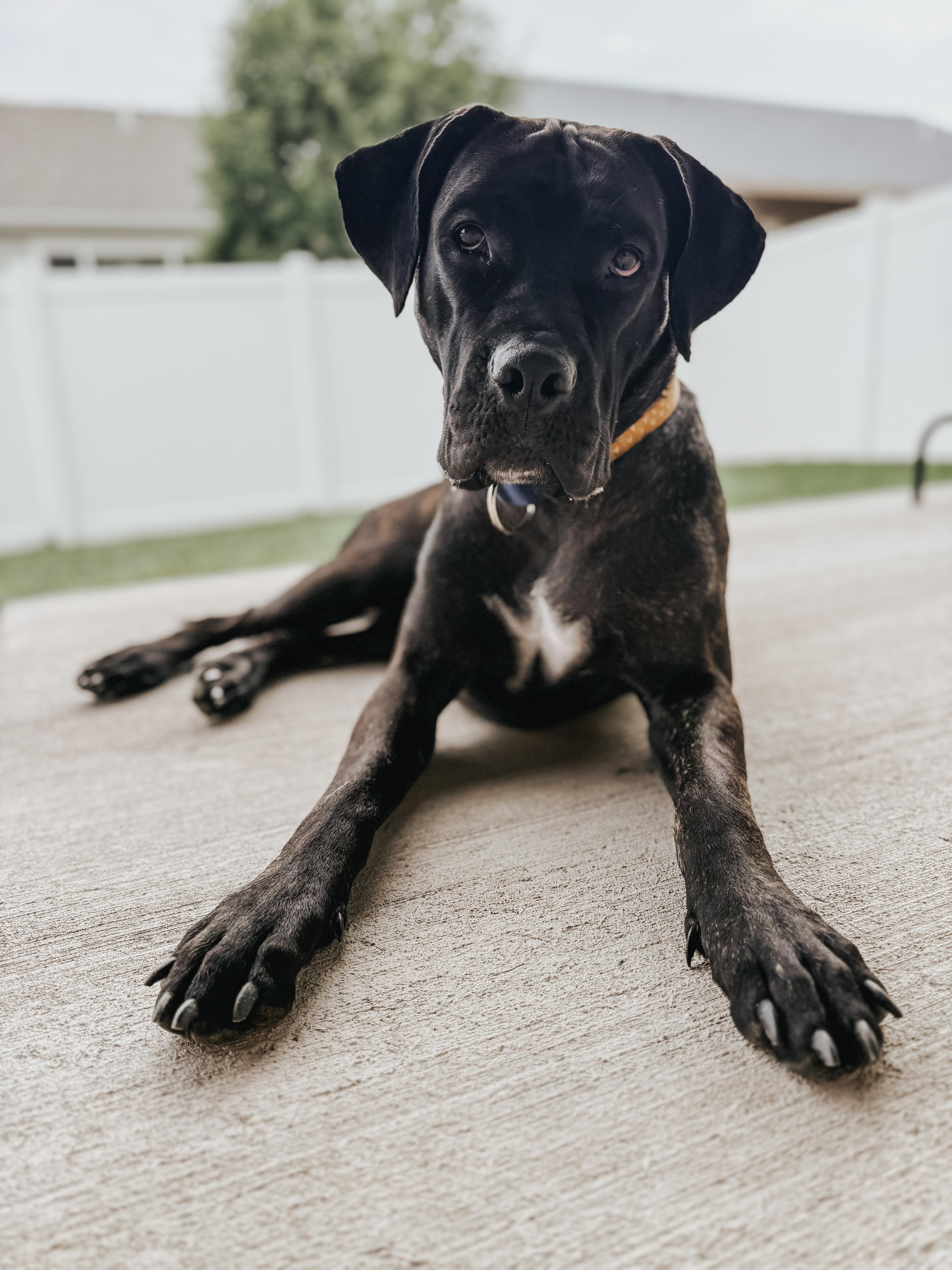 Clementine, an adoptable Mastiff in Carr, CO, 80612 | Photo Image 1