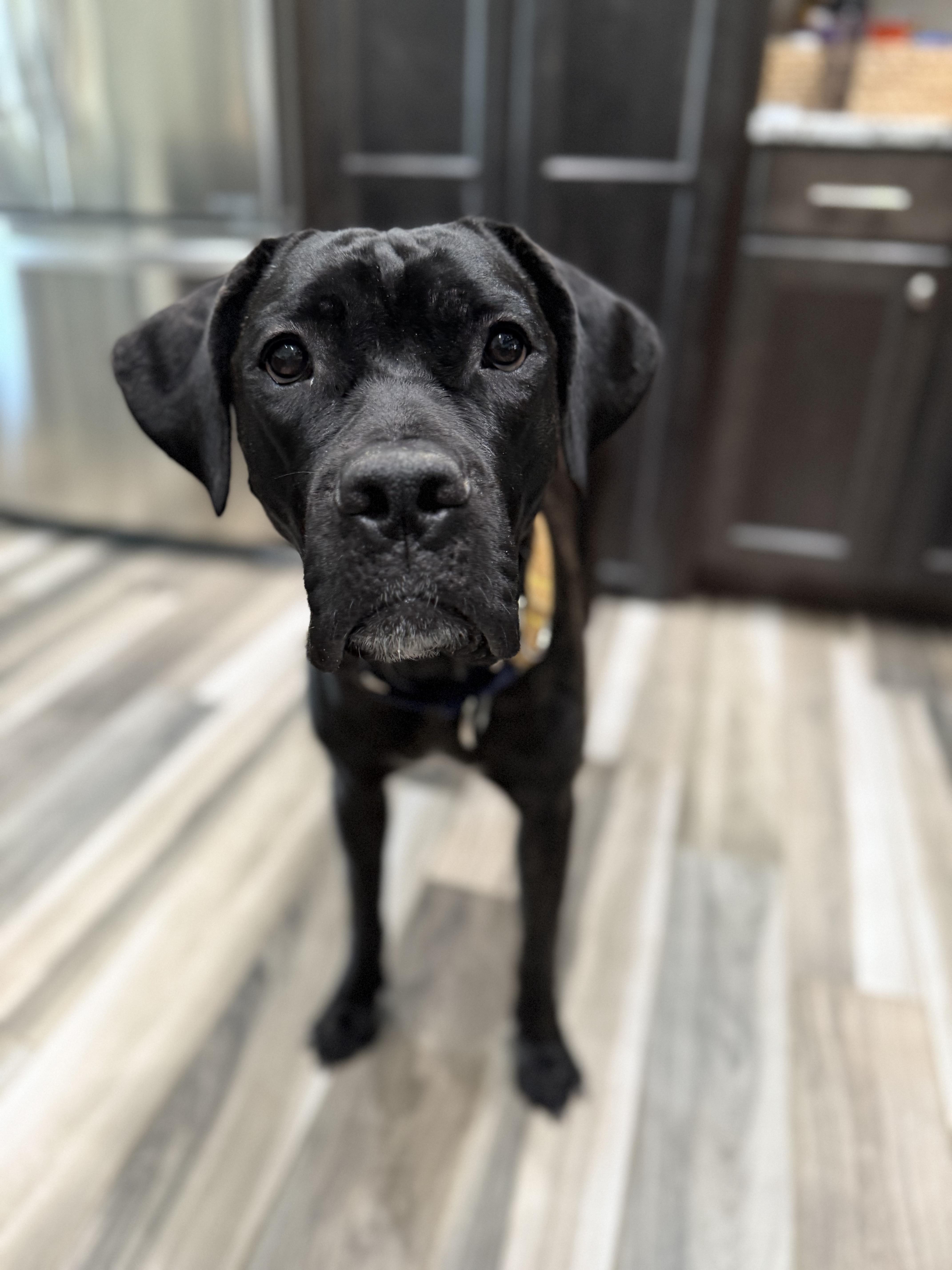 Clementine, an adoptable Mastiff in Carr, CO, 80612 | Photo Image 5