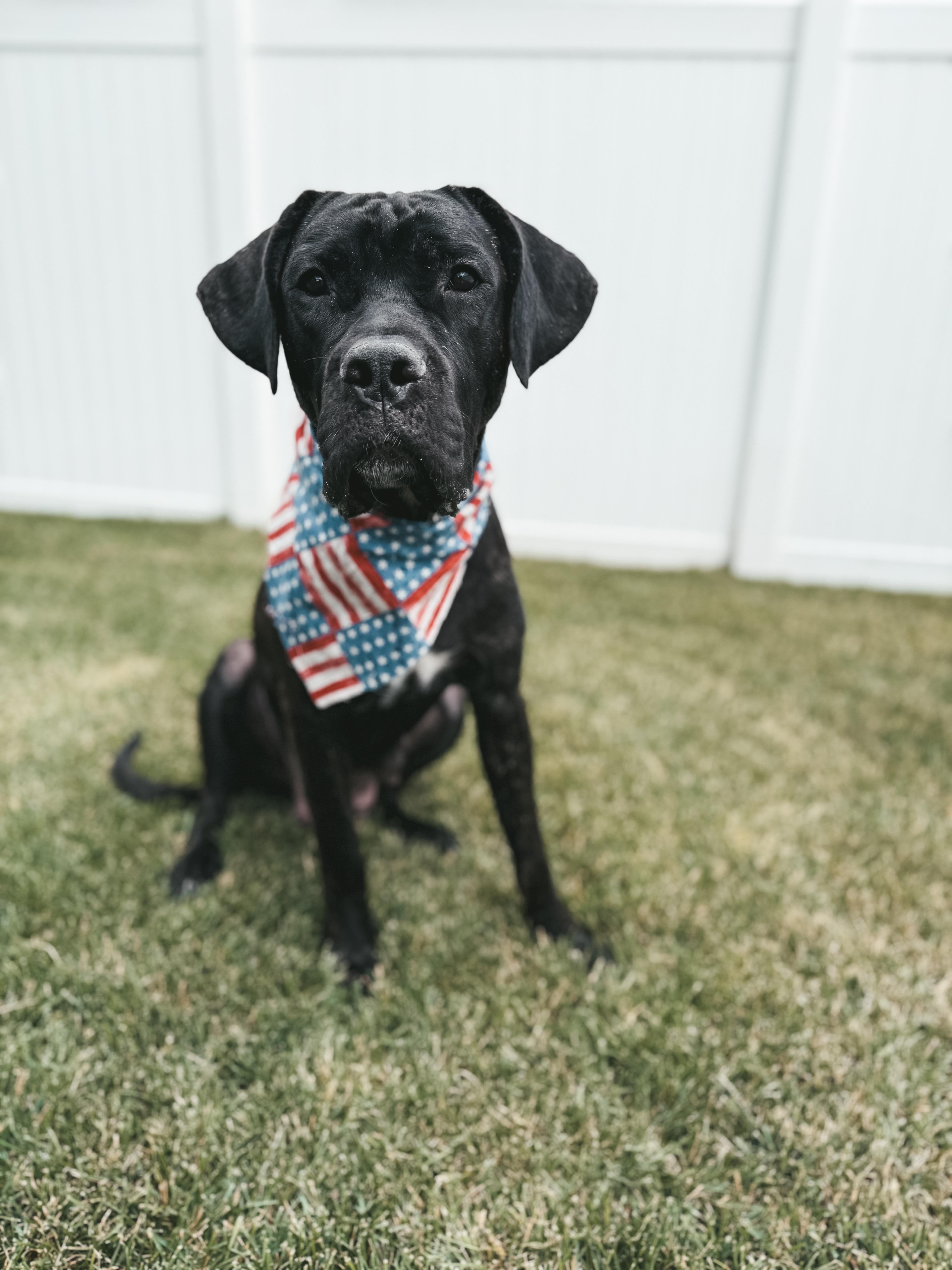 Clementine, an adoptable Mastiff in Carr, CO, 80612 | Photo Image 6