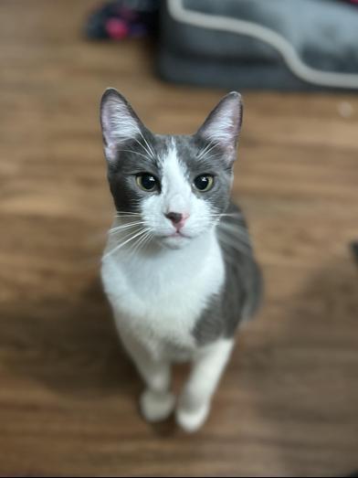 Pumpkin Spice — thumbnail 3