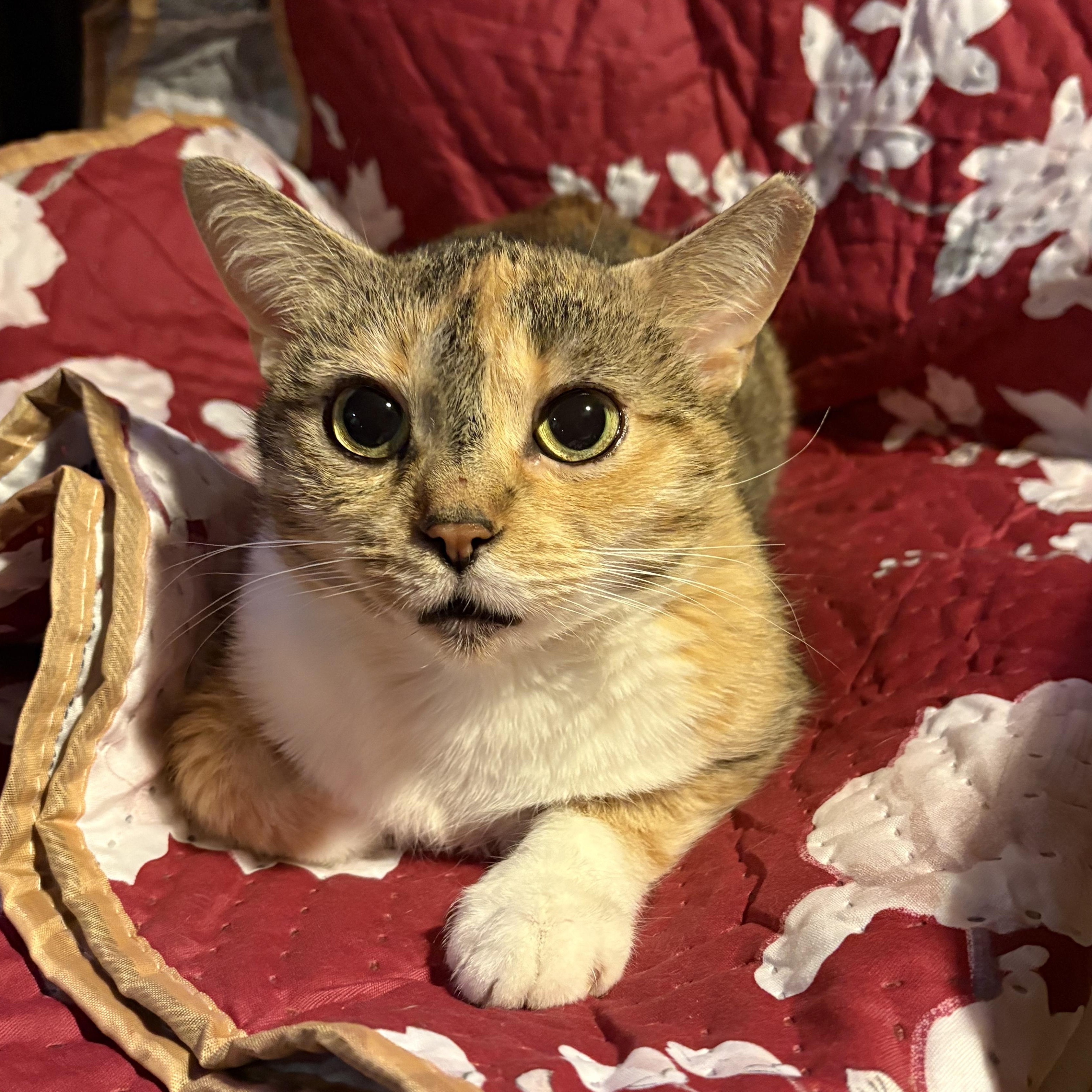 Suzie, ADOPTABLE, Adult Female Calico.