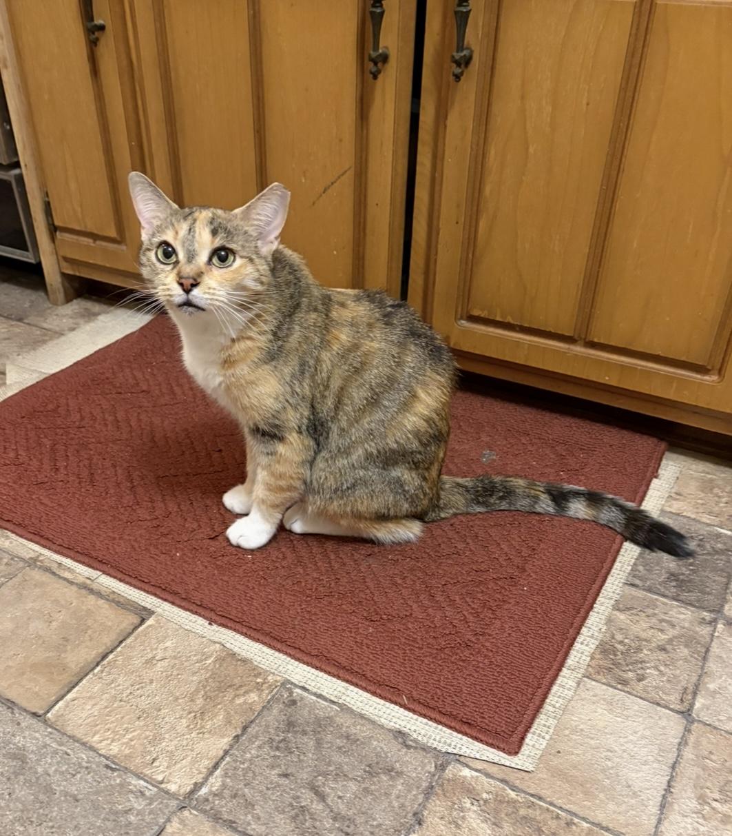 Enlarge Suzie, a ADOPTABLE Calico in Mississauga, ON image 2/6