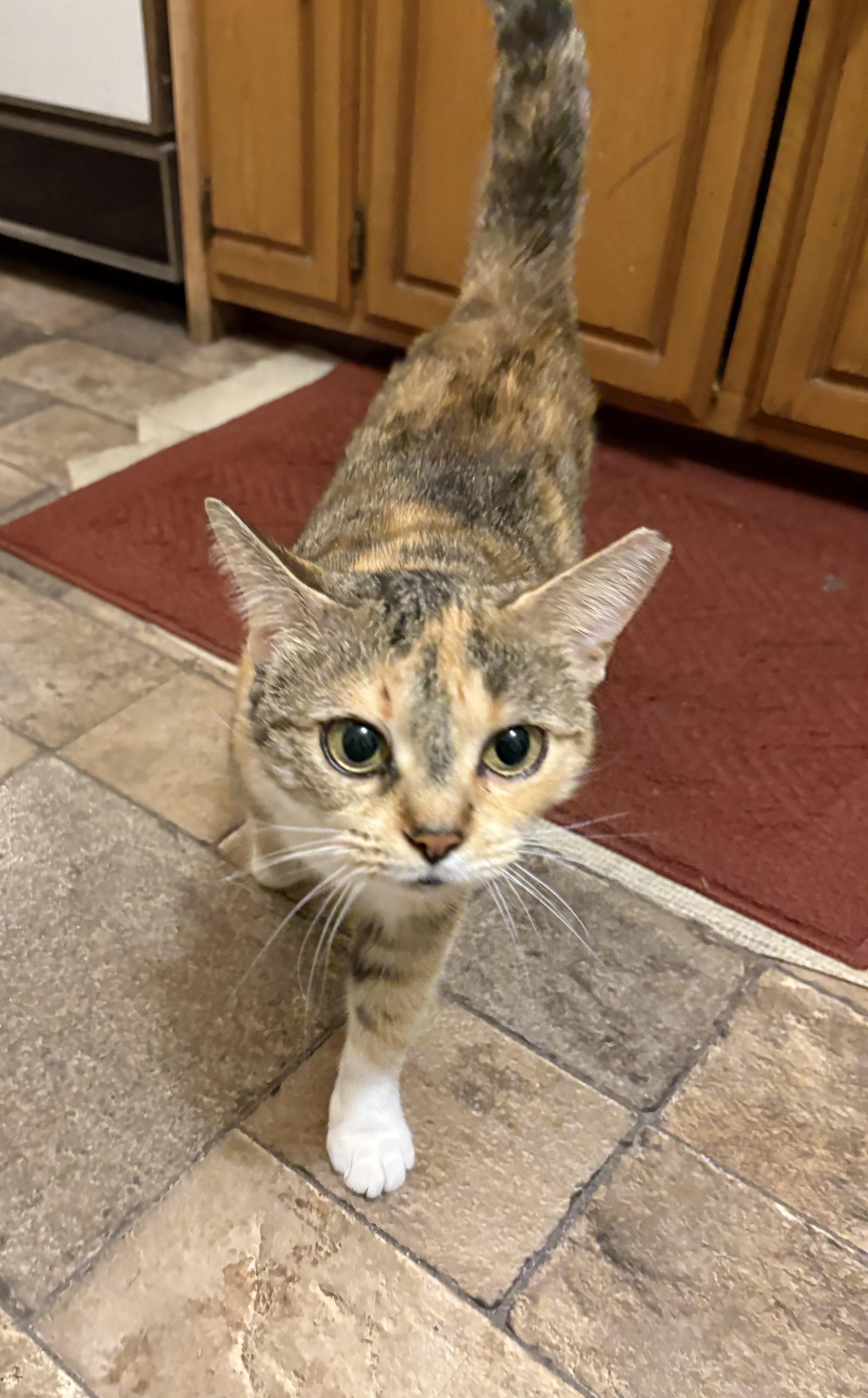 Enlarge Suzie, a ADOPTABLE Calico in Mississauga, ON image 3/6