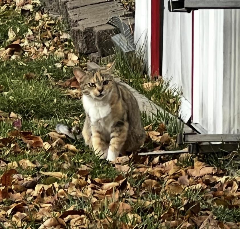 Enlarge Suzie, a ADOPTABLE Calico in Mississauga, ON image 5/6