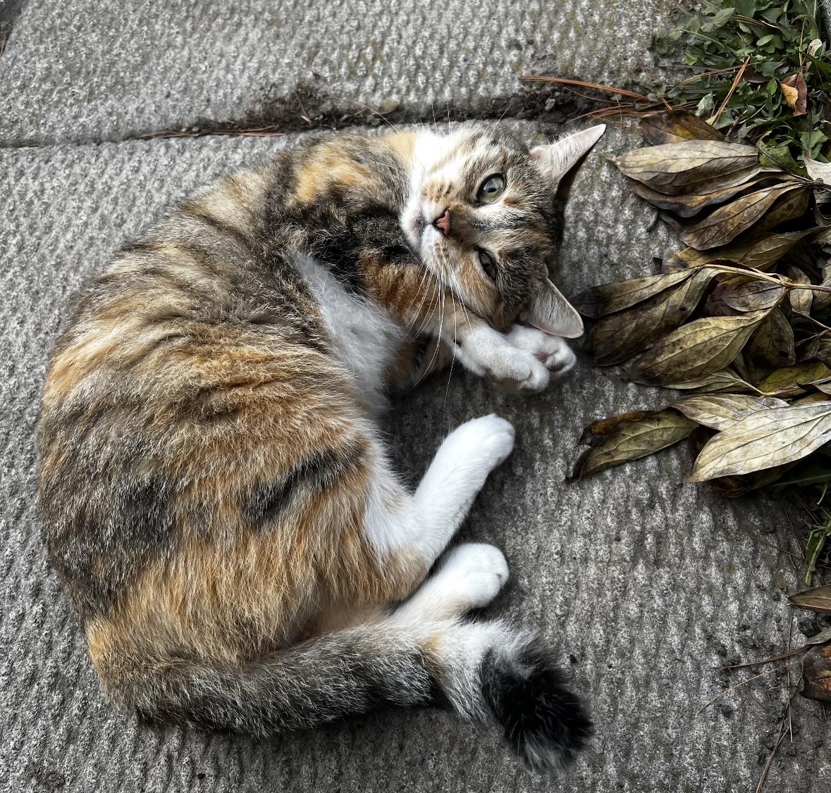 Enlarge Suzie, a ADOPTABLE Calico in Mississauga, ON image 6/6