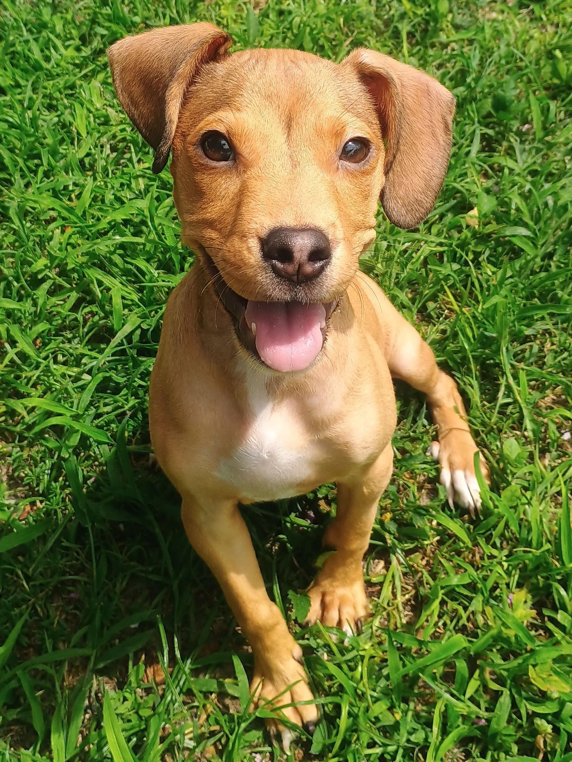 Boca Pistoli, an adopted Mixed Breed in New Port Richey, FL image 3/4