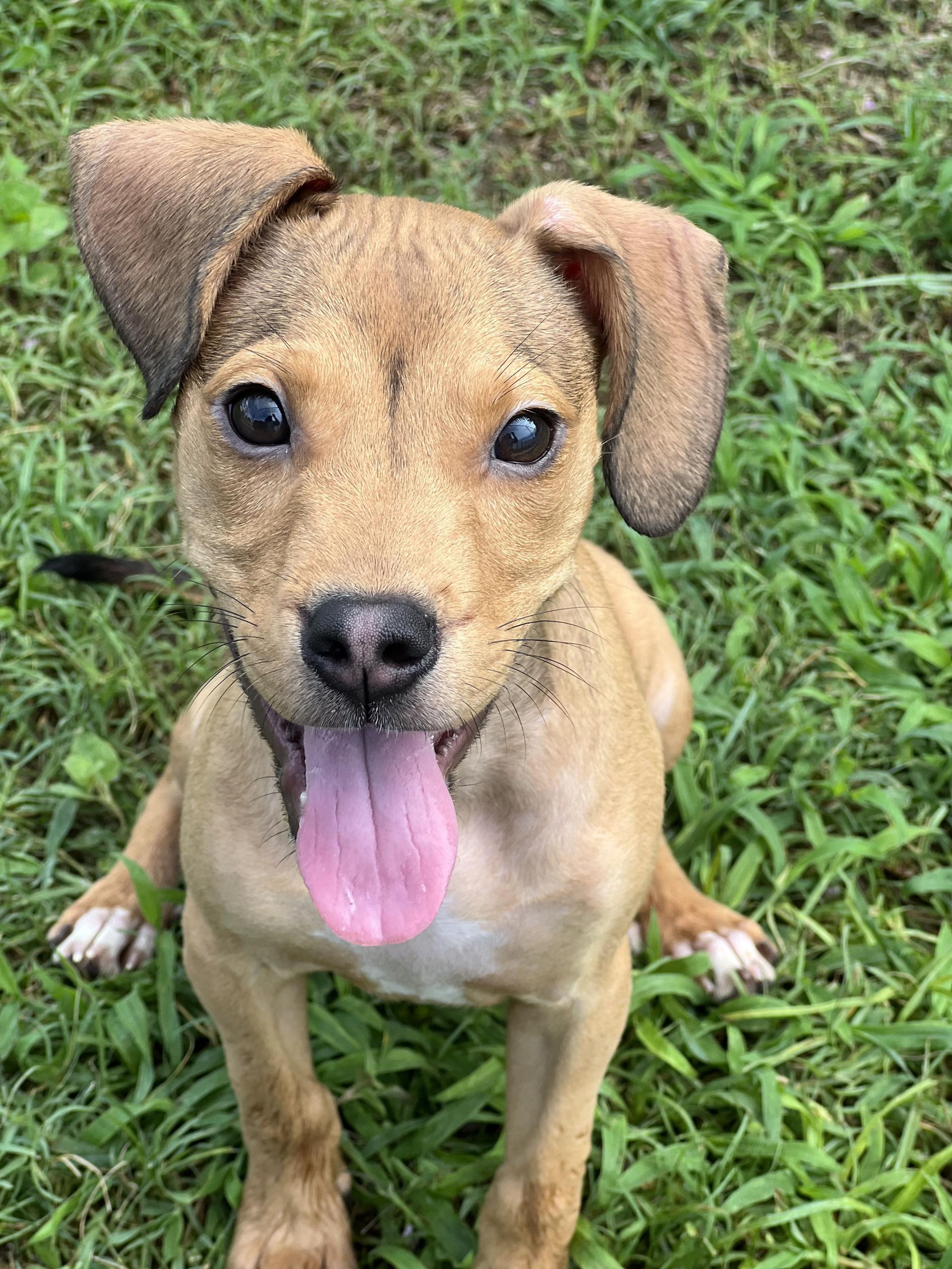 Boca Pistoli, an adopted Mixed Breed in New Port Richey, FL image 2/4
