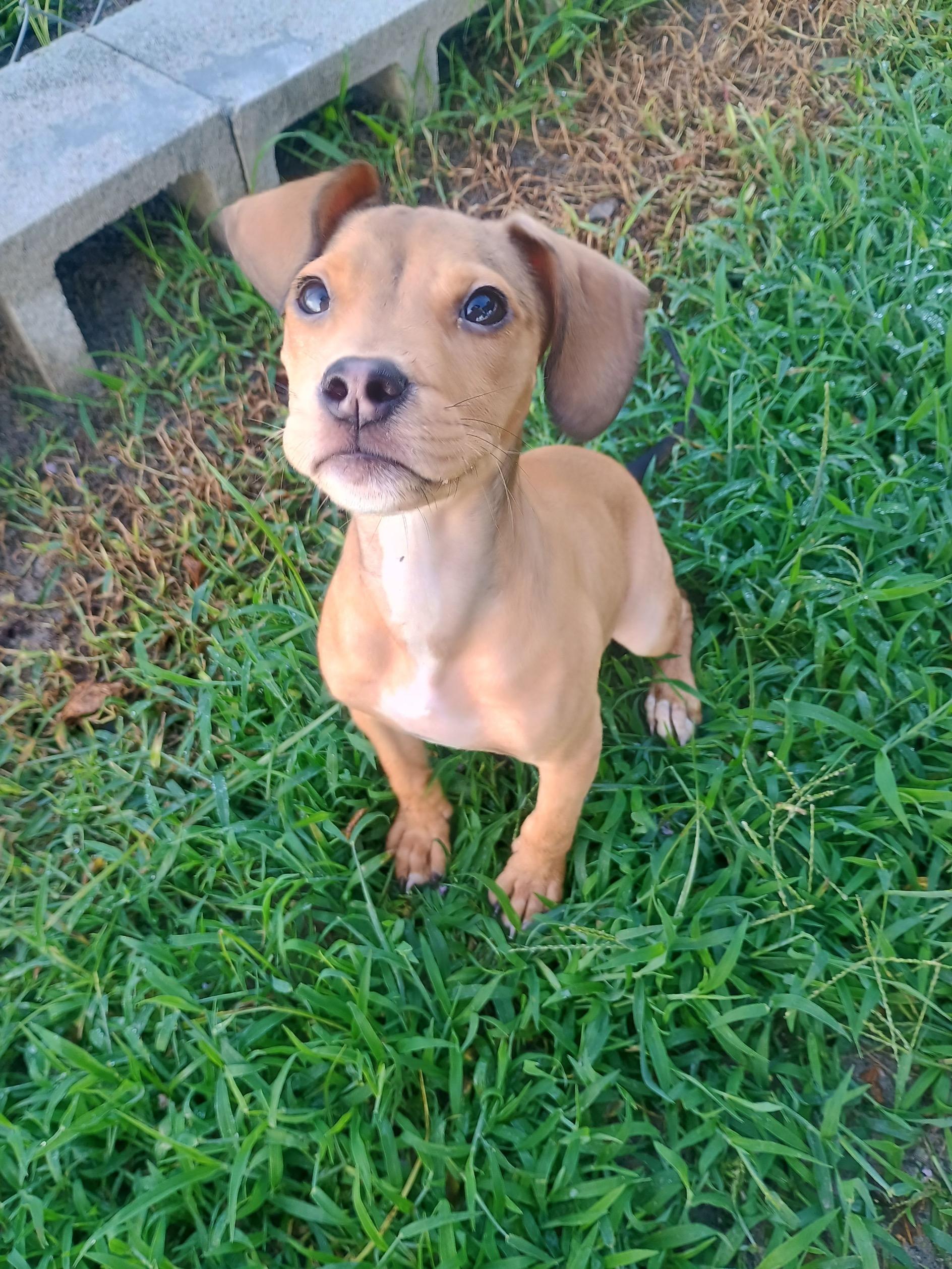 Boca Pistoli, adopted, Adult Female Mixed Breed.