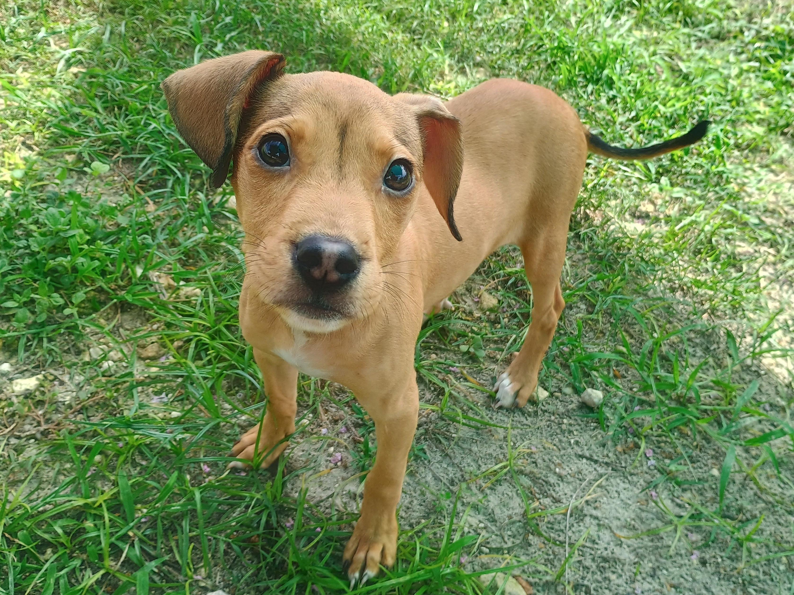 Boca Pistoli, an adopted Mixed Breed in New Port Richey, FL image 4/4