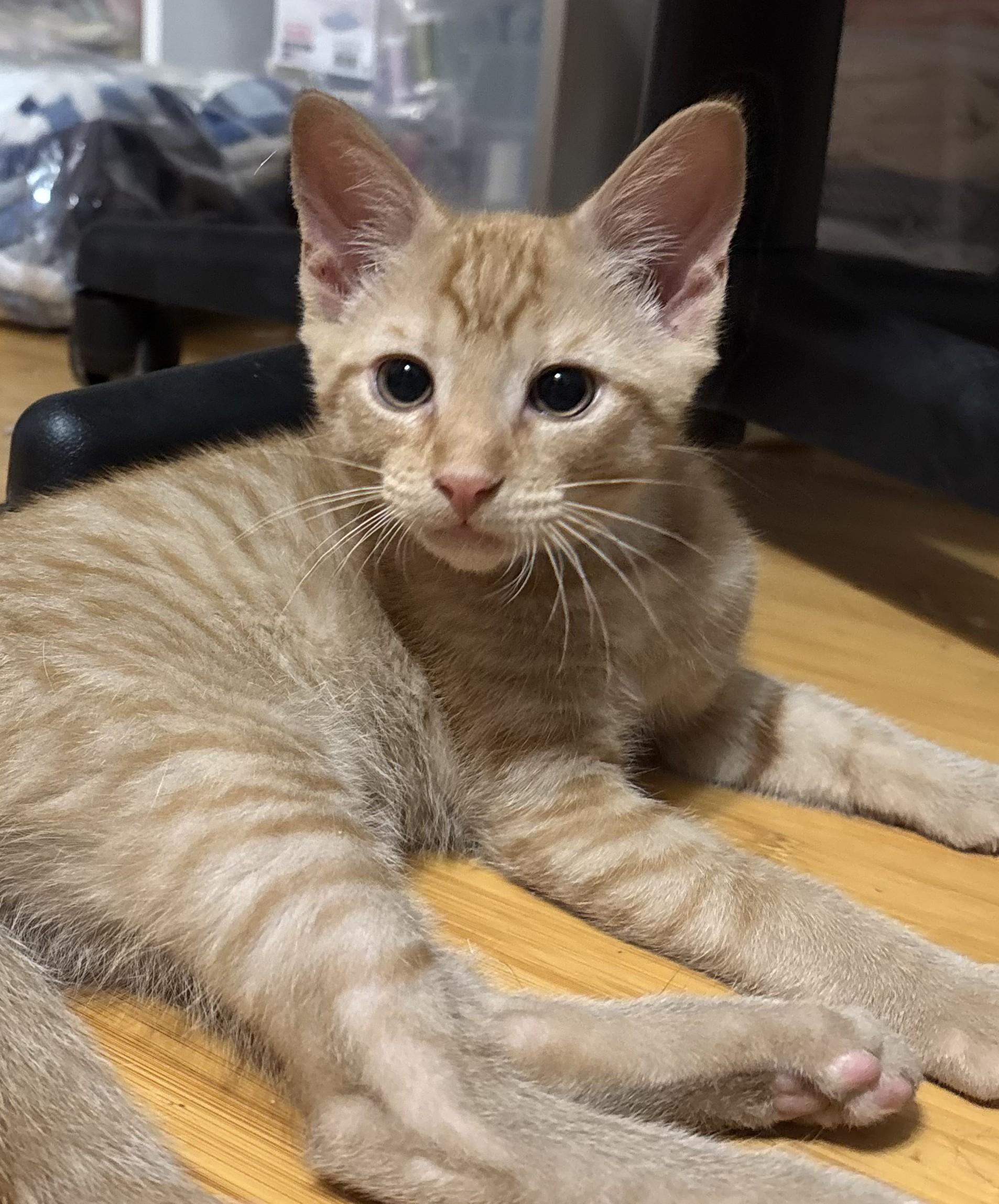 Ozzy (Rock Star litter), Baby Male Domestic Short Hair
