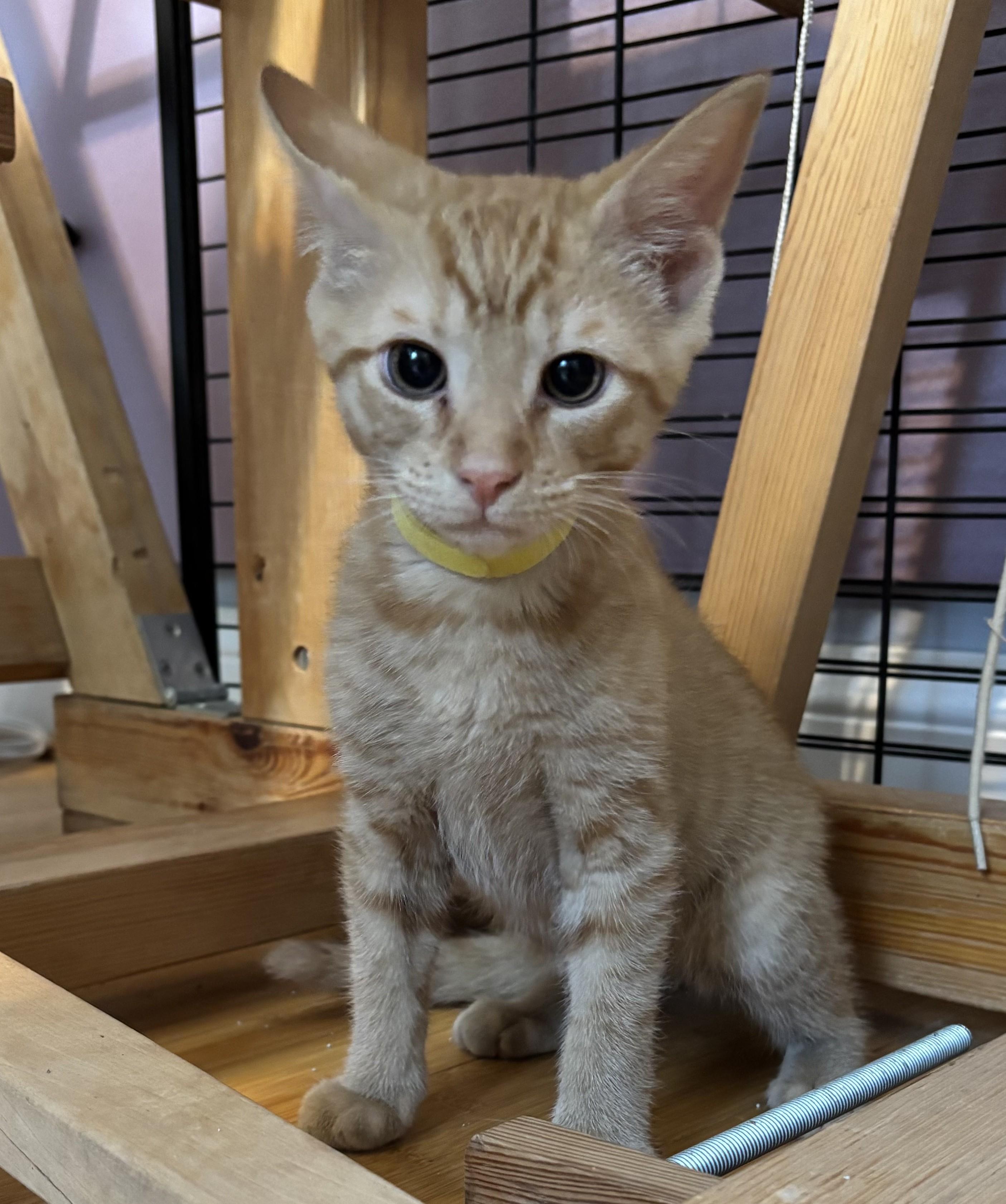 Ozzy (Rock Star litter) photo 4