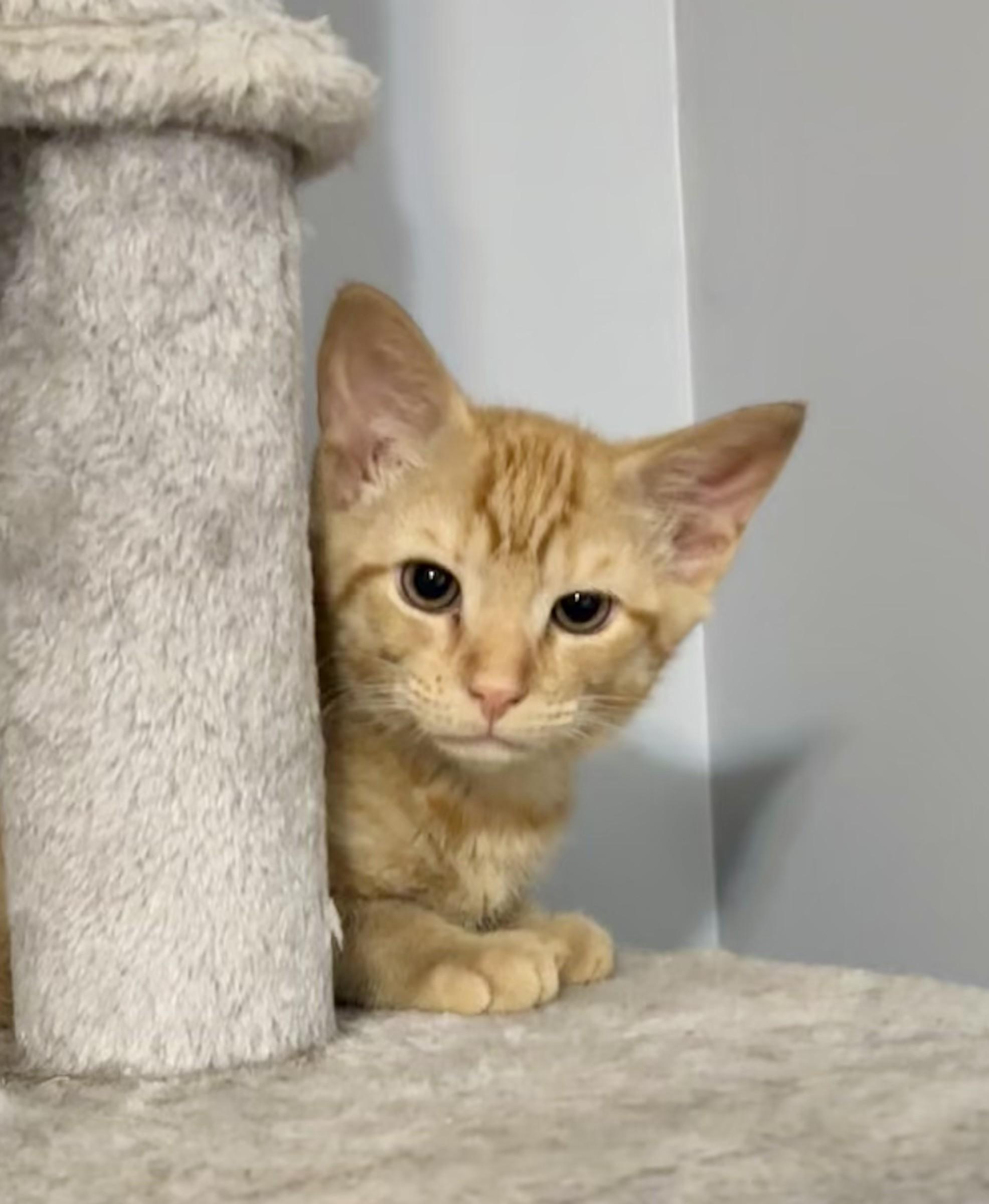 Ozzy (Rock Star litter) photo 2