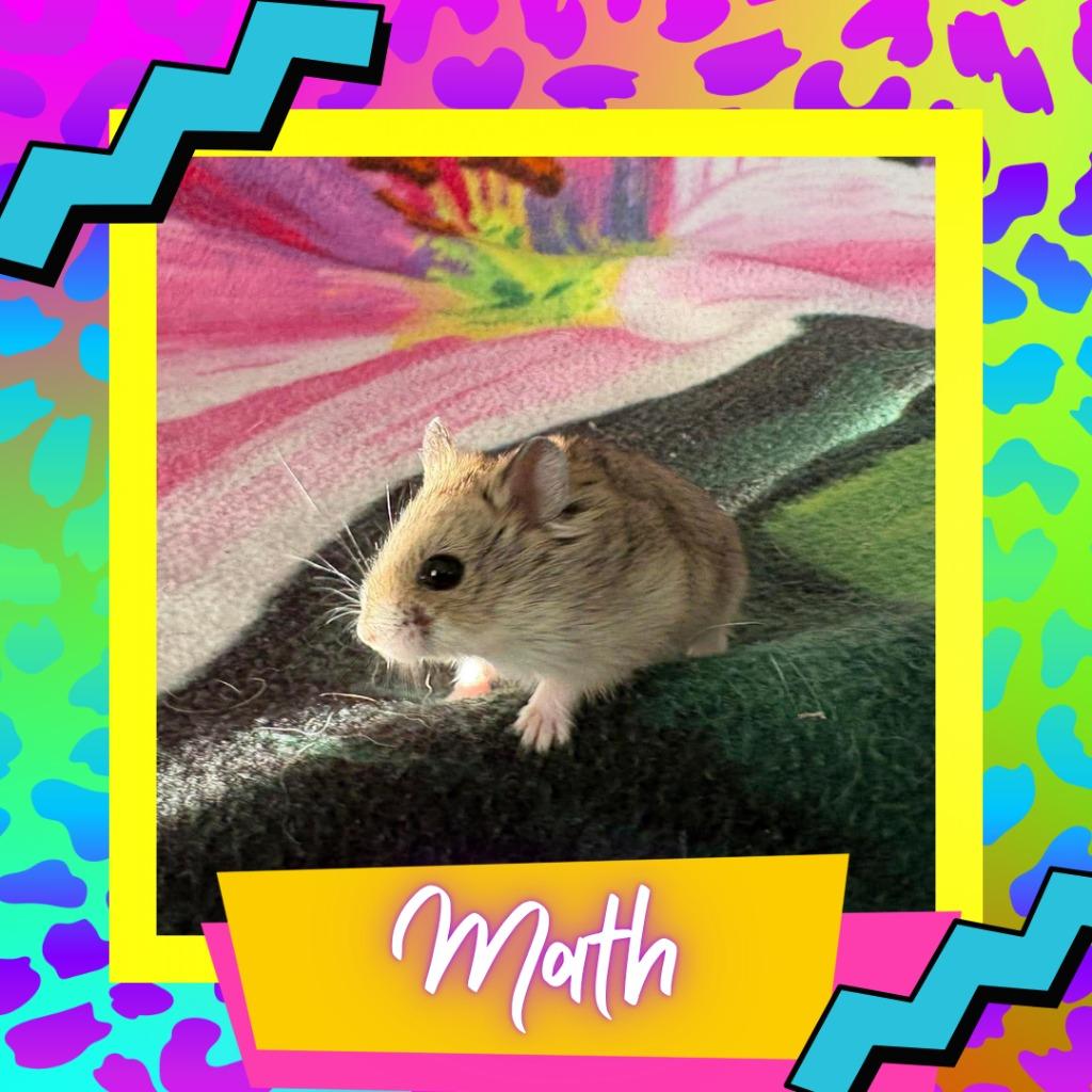 Enlarge Math, a Adoptable Hamster in Elizabethtown, KY image 1/2