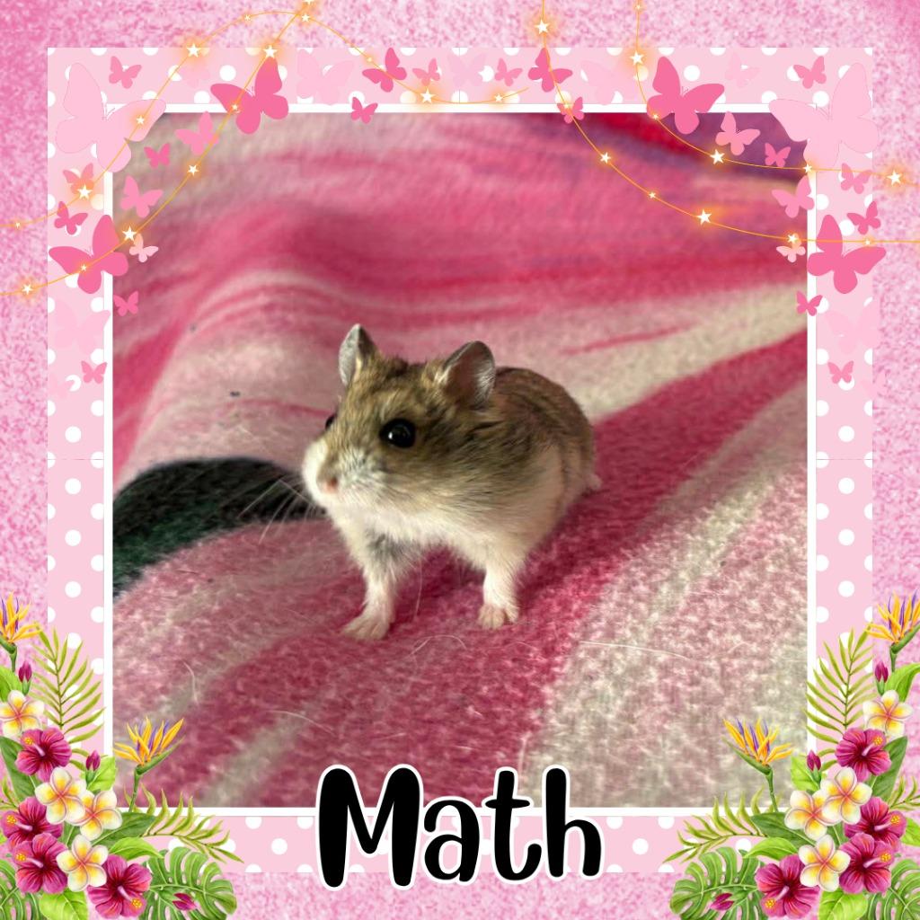 Enlarge Math, a Adoptable Hamster in Elizabethtown, KY image 2/2
