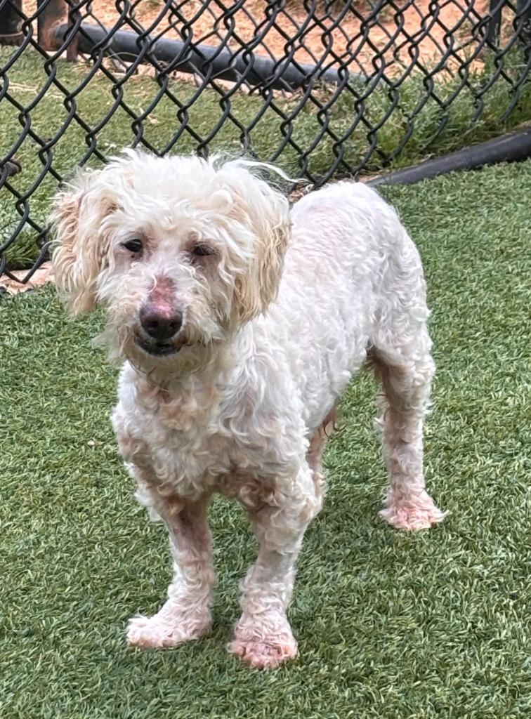 Jasper, a Adoptable mixed breed in Madison, GA image 3/4