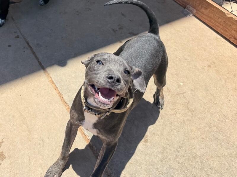 Stevie, Adoptable, Adult Male Mixed Breed.