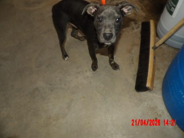 Stevie, Adoptable, Adult Male Mixed Breed.