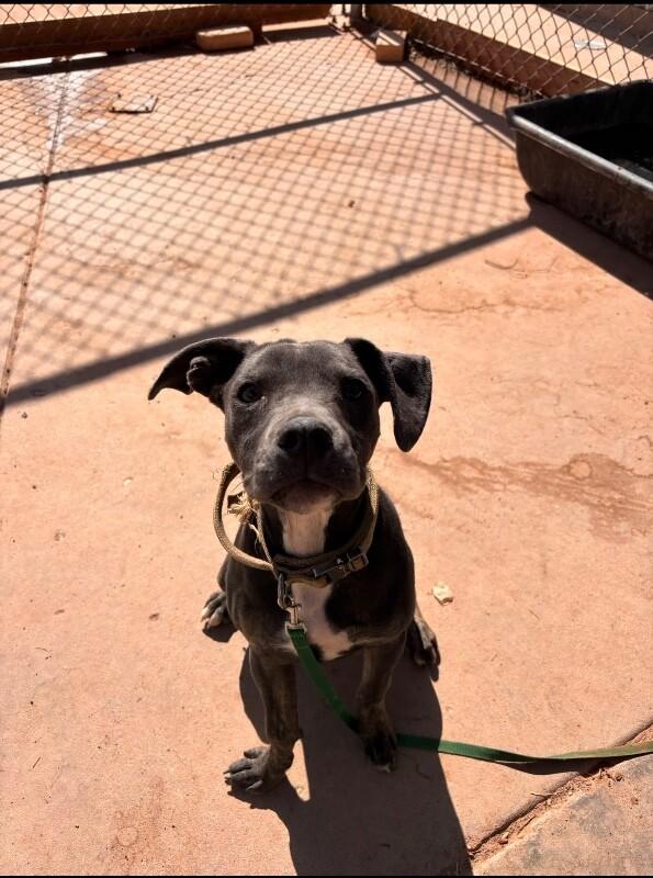 Enlarge Stevie, a Adoptable Mixed Breed in Hobbs, NM image 2/6