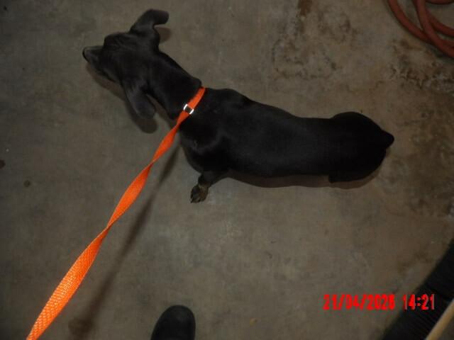 Enlarge Stevie, a Adoptable Mixed Breed in Hobbs, NM image 3/6