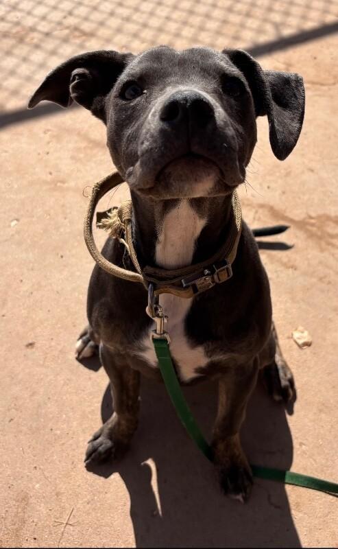 Enlarge Stevie, a Adoptable Mixed Breed in Hobbs, NM image 4/6