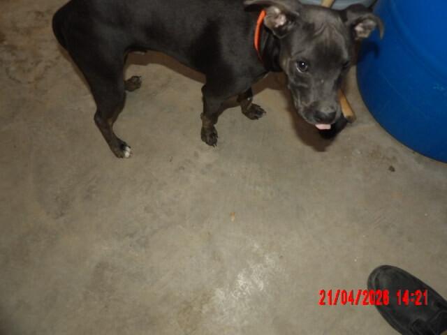 Enlarge Stevie, a Adoptable Mixed Breed in Hobbs, NM image 5/6