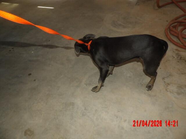 Enlarge Stevie, a Adoptable Mixed Breed in Hobbs, NM image 6/6