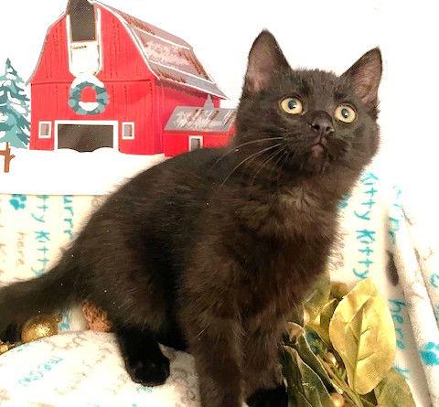 Enlarge Truffel, a Adoptable Domestic Long Hair in Shawnee, KS image 1/3