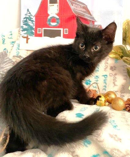Enlarge Truffel, a Adoptable Domestic Long Hair in Shawnee, KS image 2/3