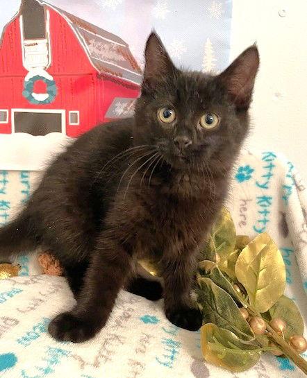 Enlarge Truffel, a Adoptable Domestic Long Hair in Shawnee, KS image 3/3