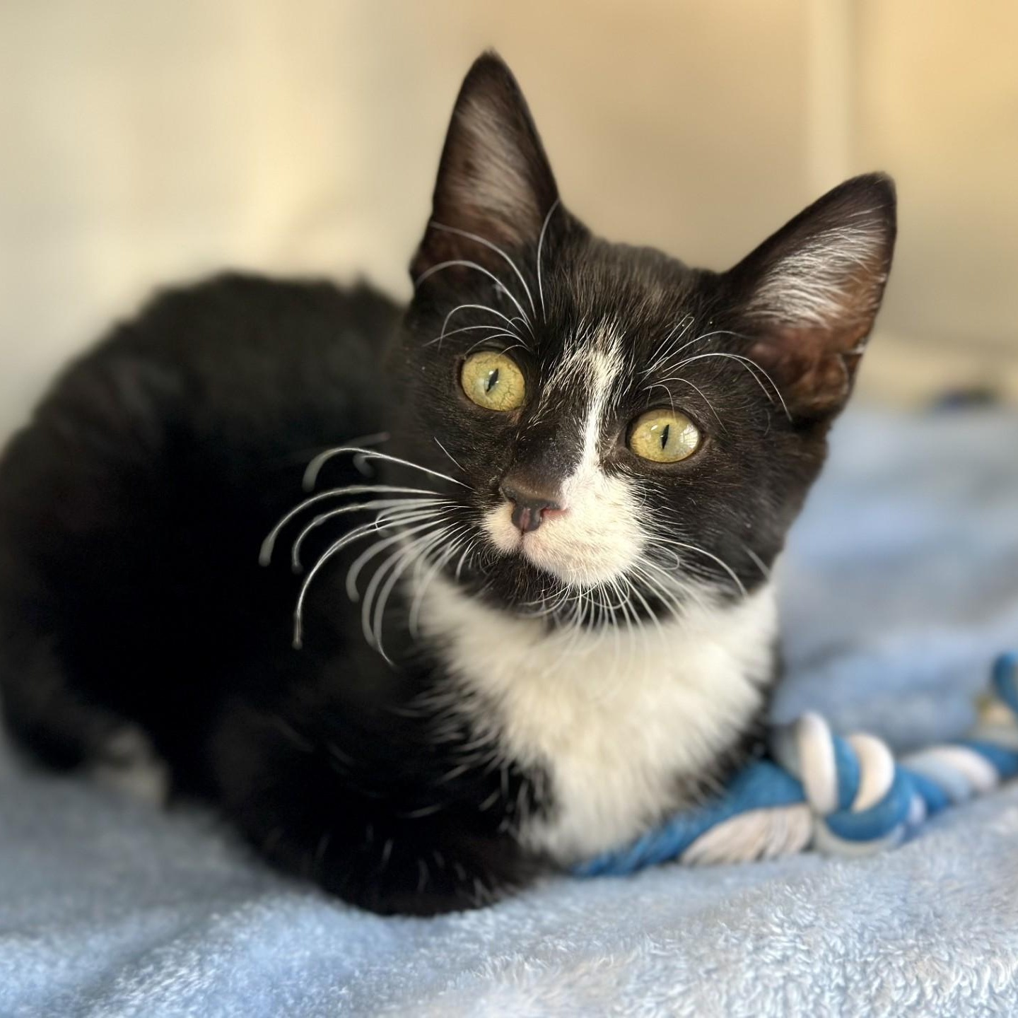 Bishop , ADOPTABLE, Kitten Male Domestic Short Hair.
