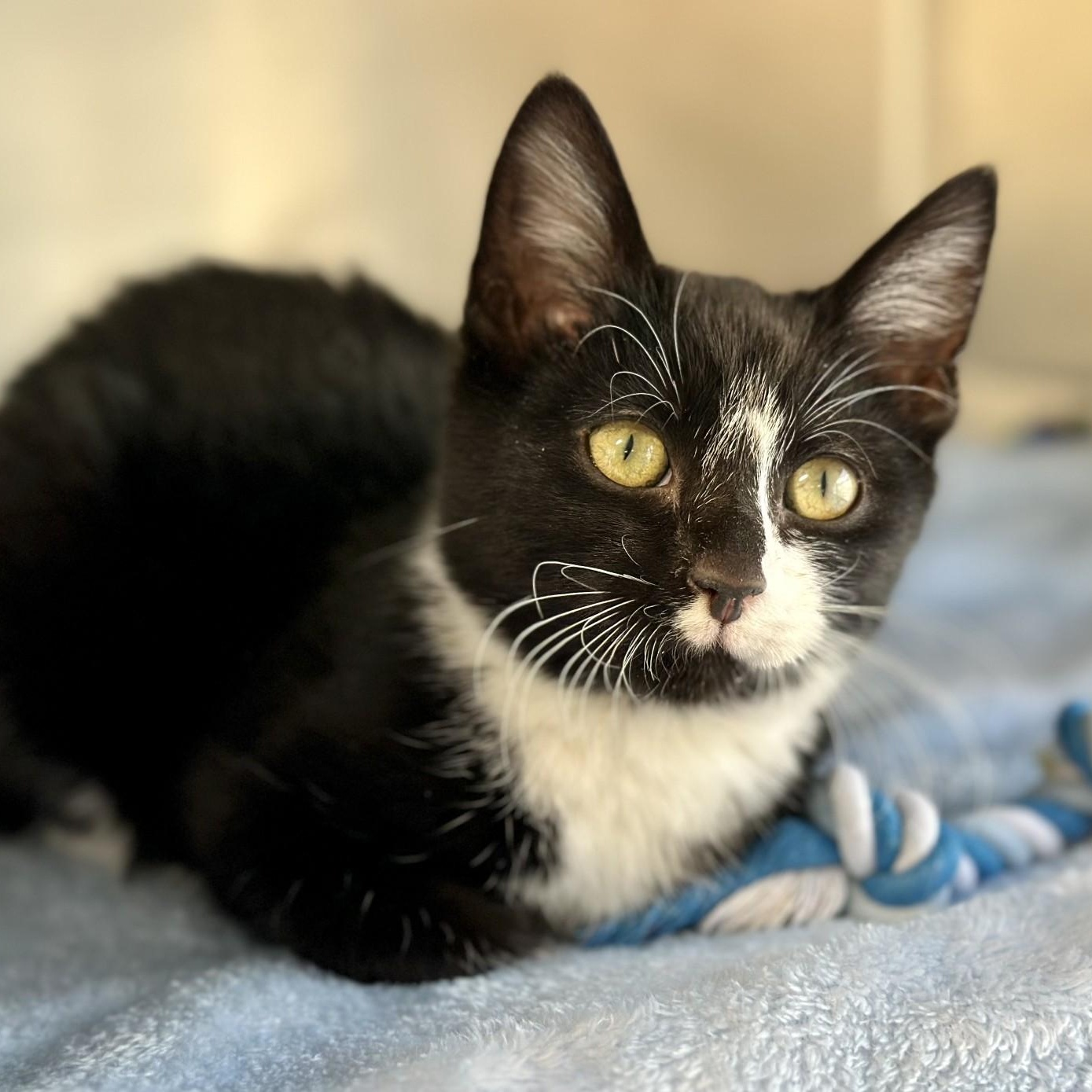 Enlarge Bishop , a ADOPTABLE Domestic Short Hair in Jackson, NJ image 2/2