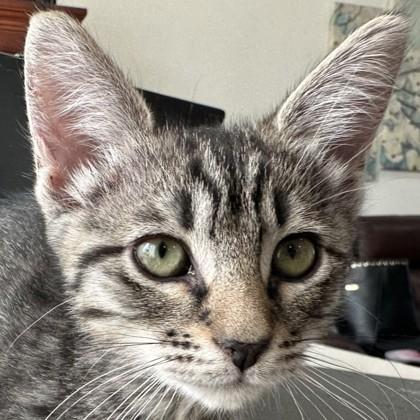 Enlarge Uranus, a Adoptable Domestic Short Hair in Pleasanton, CA image 1/2