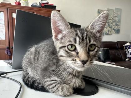 Enlarge Uranus, a Adoptable Domestic Short Hair in Pleasanton, CA image 2/2