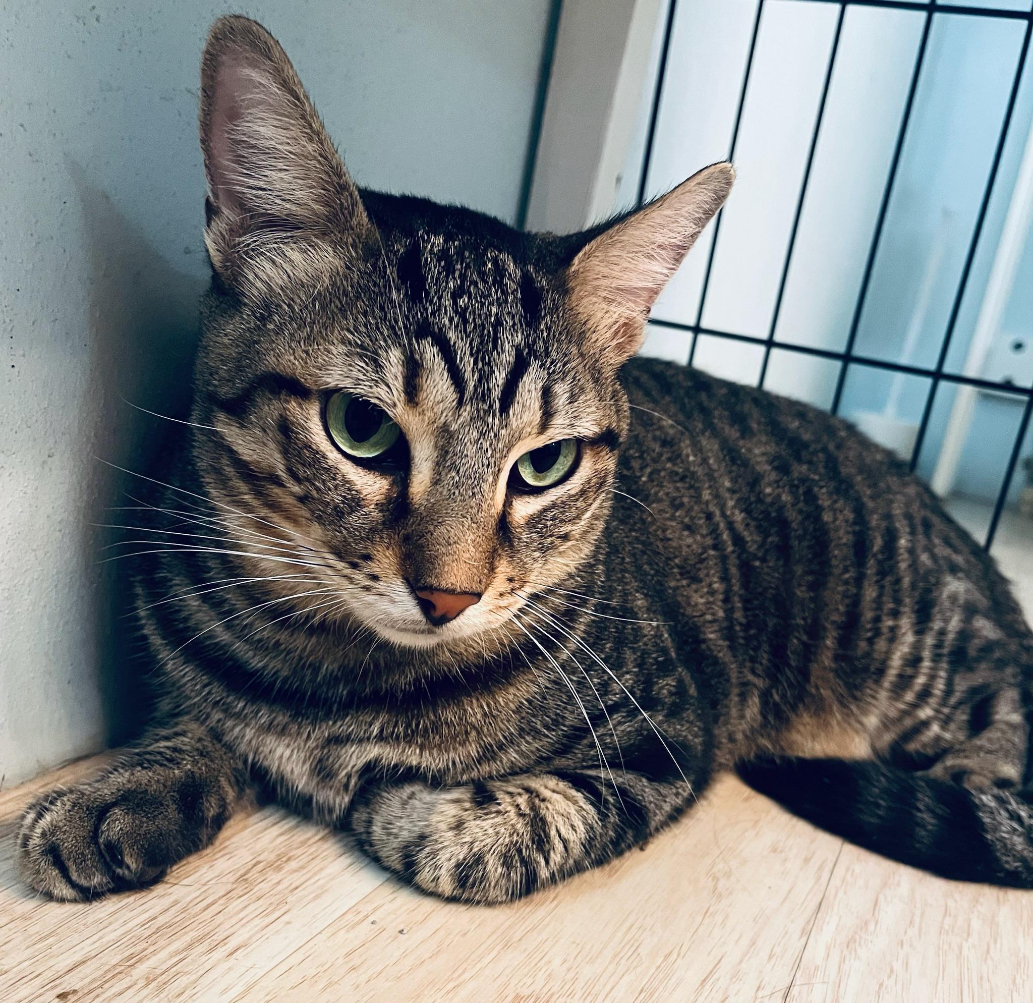 Lobo, Adoptable, Adult Male Domestic Short Hair.