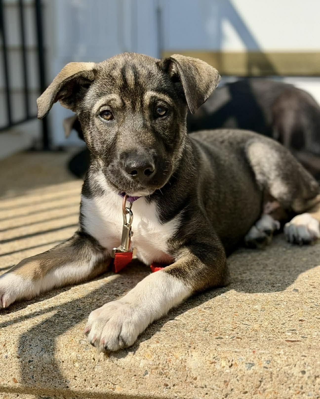 PADDY, Adopted, Puppy Male German Shepherd Dog.
