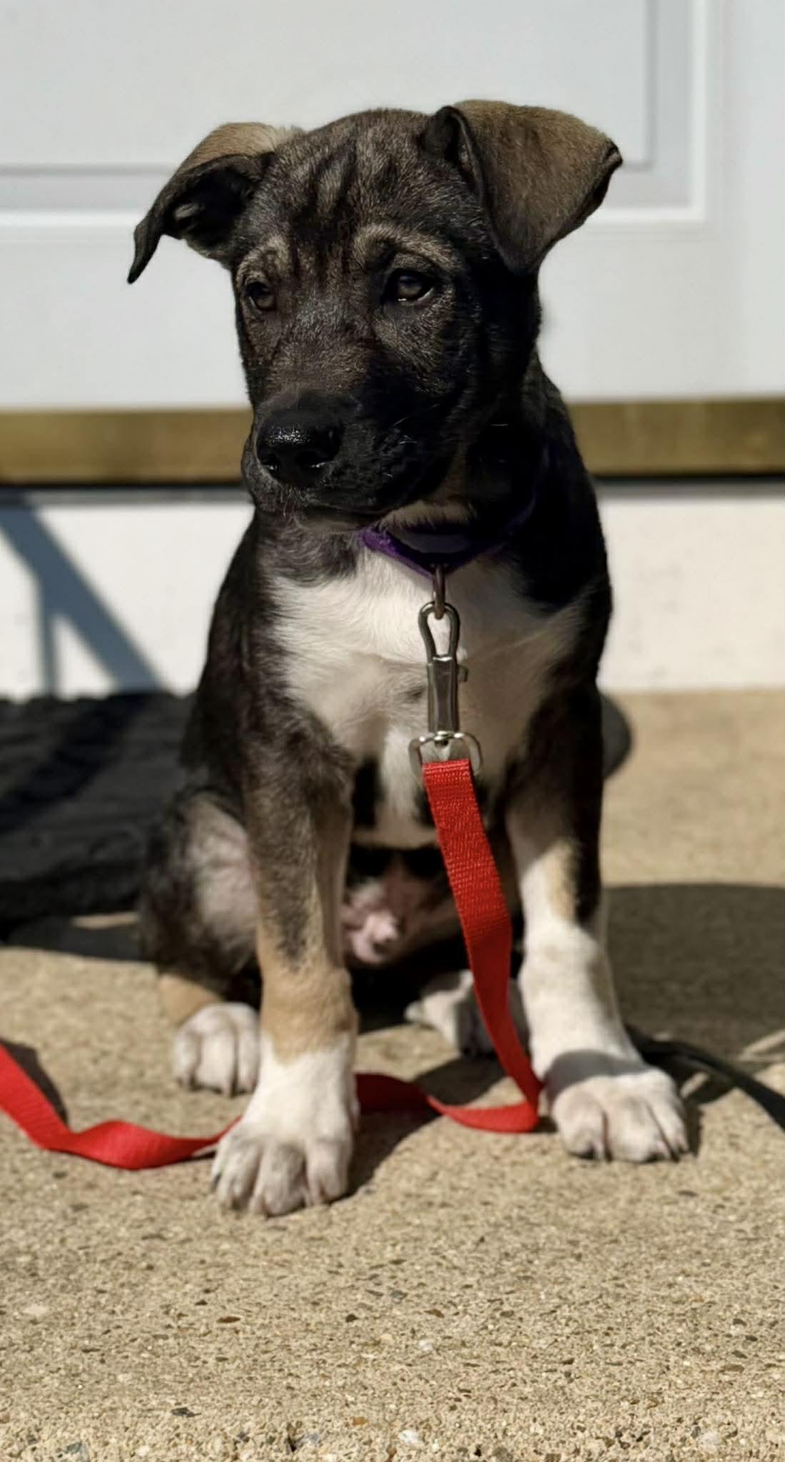 Enlarge PADDY, a Adopted German Shepherd Dog in Pomfret Center, CT image 2/3