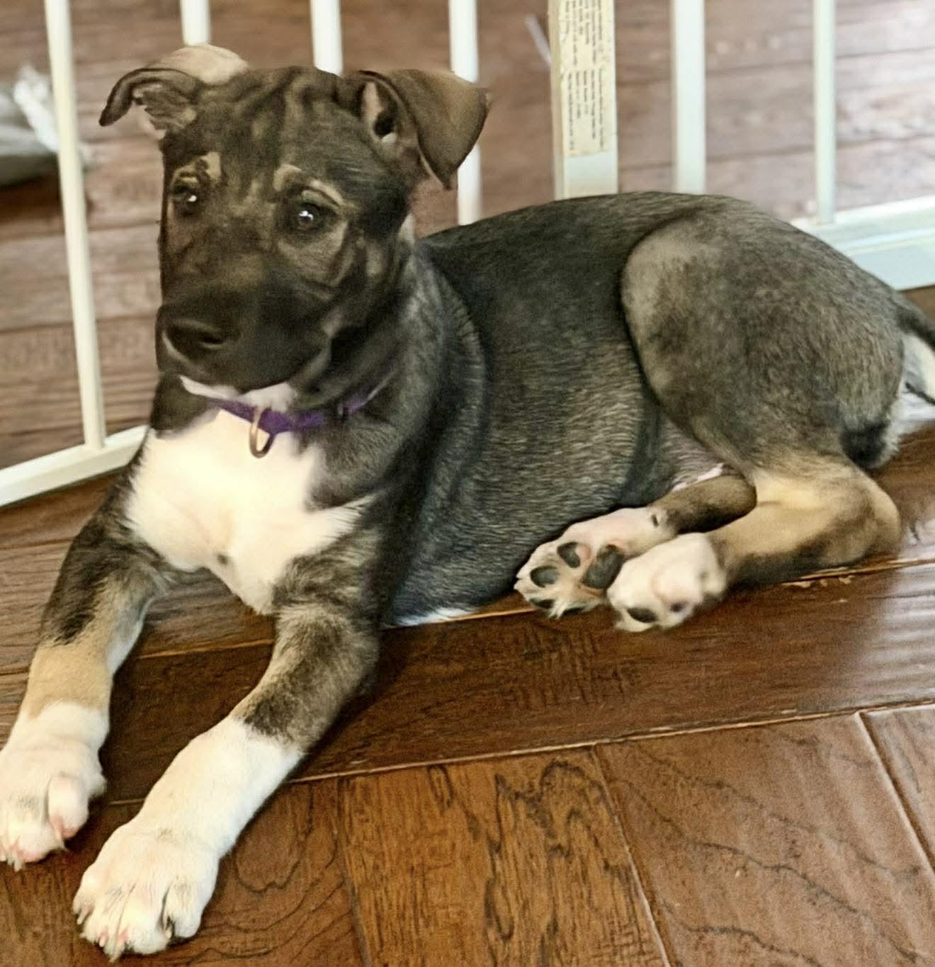 Enlarge PADDY, a Adopted German Shepherd Dog in Pomfret Center, CT image 3/3