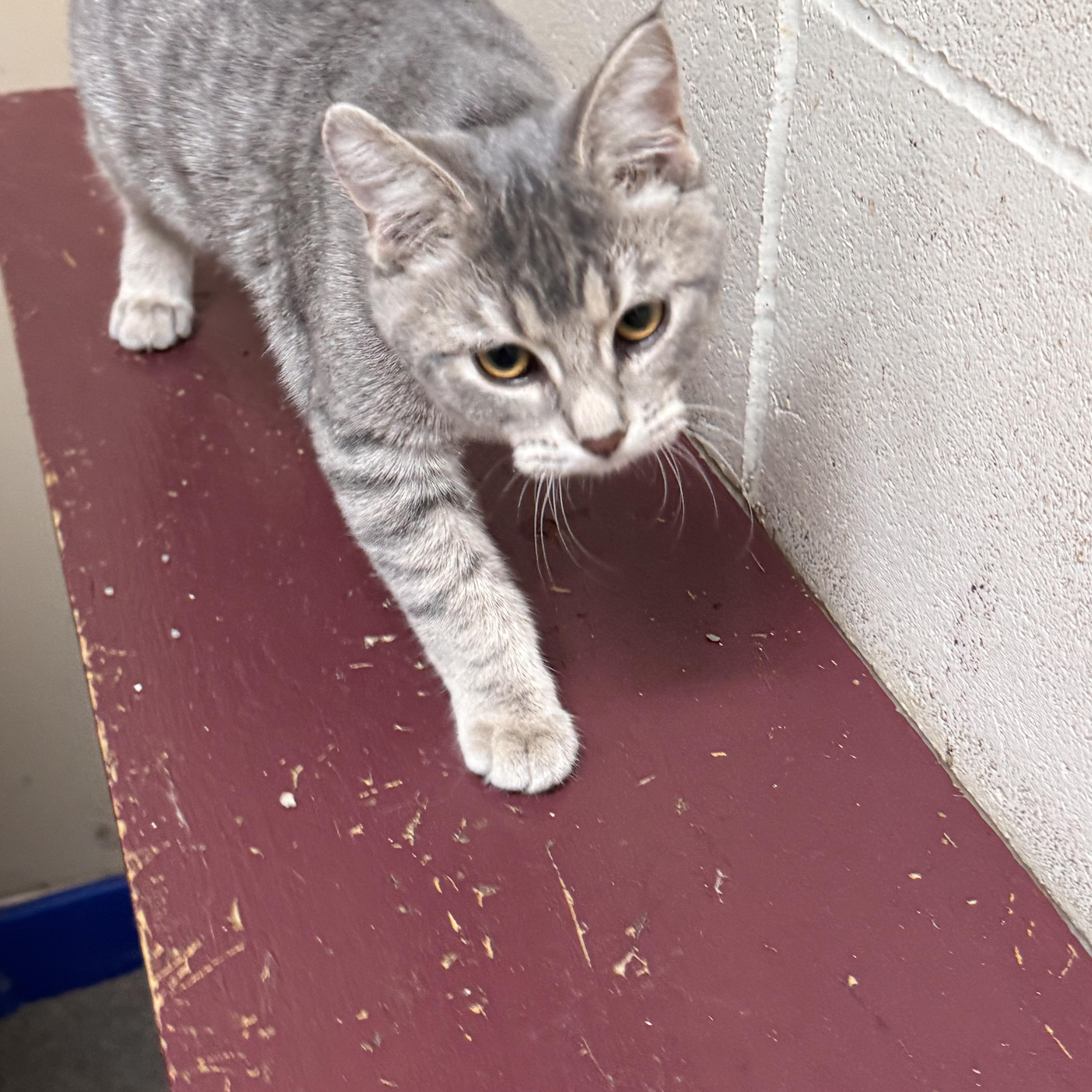 Hope, ADOPTABLE, Young Female Domestic Short Hair.