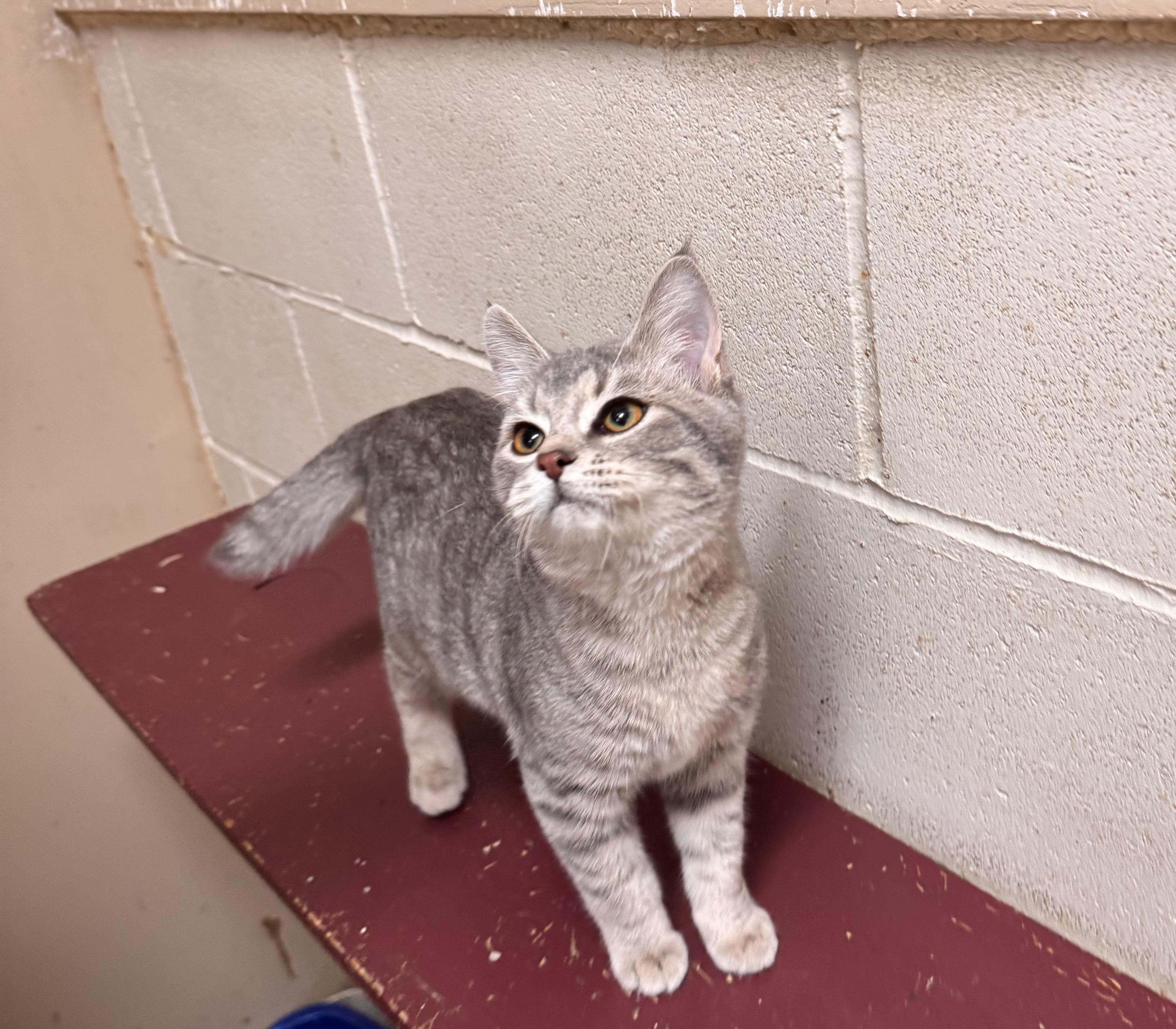 Enlarge Hope, a ADOPTABLE Domestic Short Hair in Logan, OH image 2/2