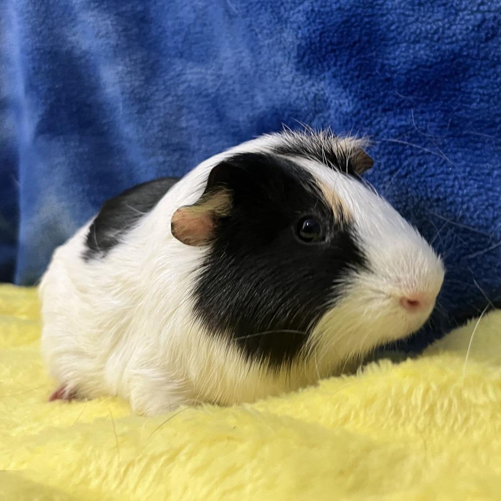 Walker (bonded with Colt), Adoptable, Young Male Guinea Pig & Guinea Pig.
