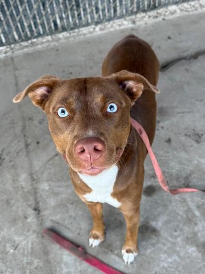 Molly, Adoptable, Adult Female Pit Bull Terrier & Mixed Breed.